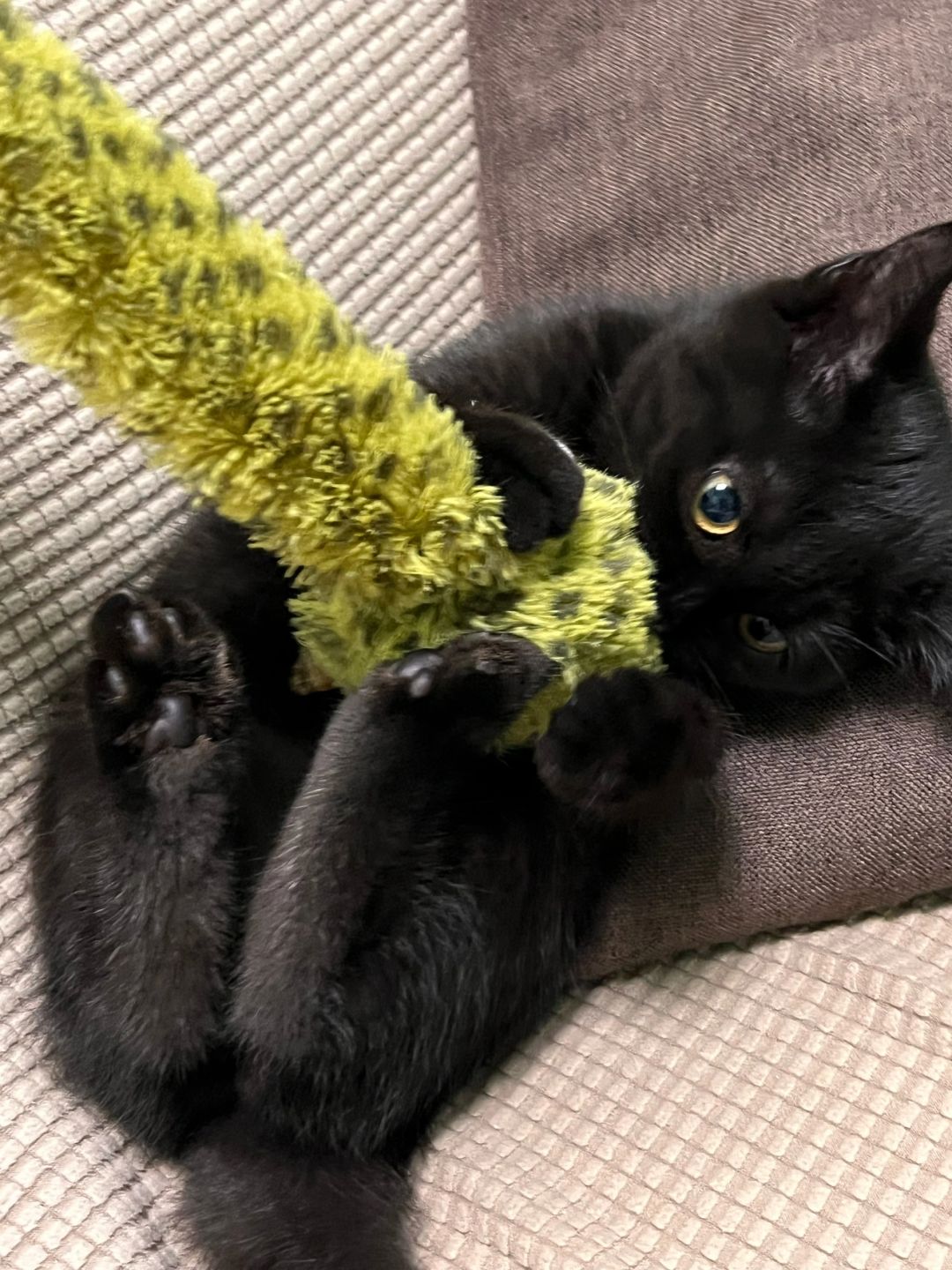 粗、粗我喵喵拳