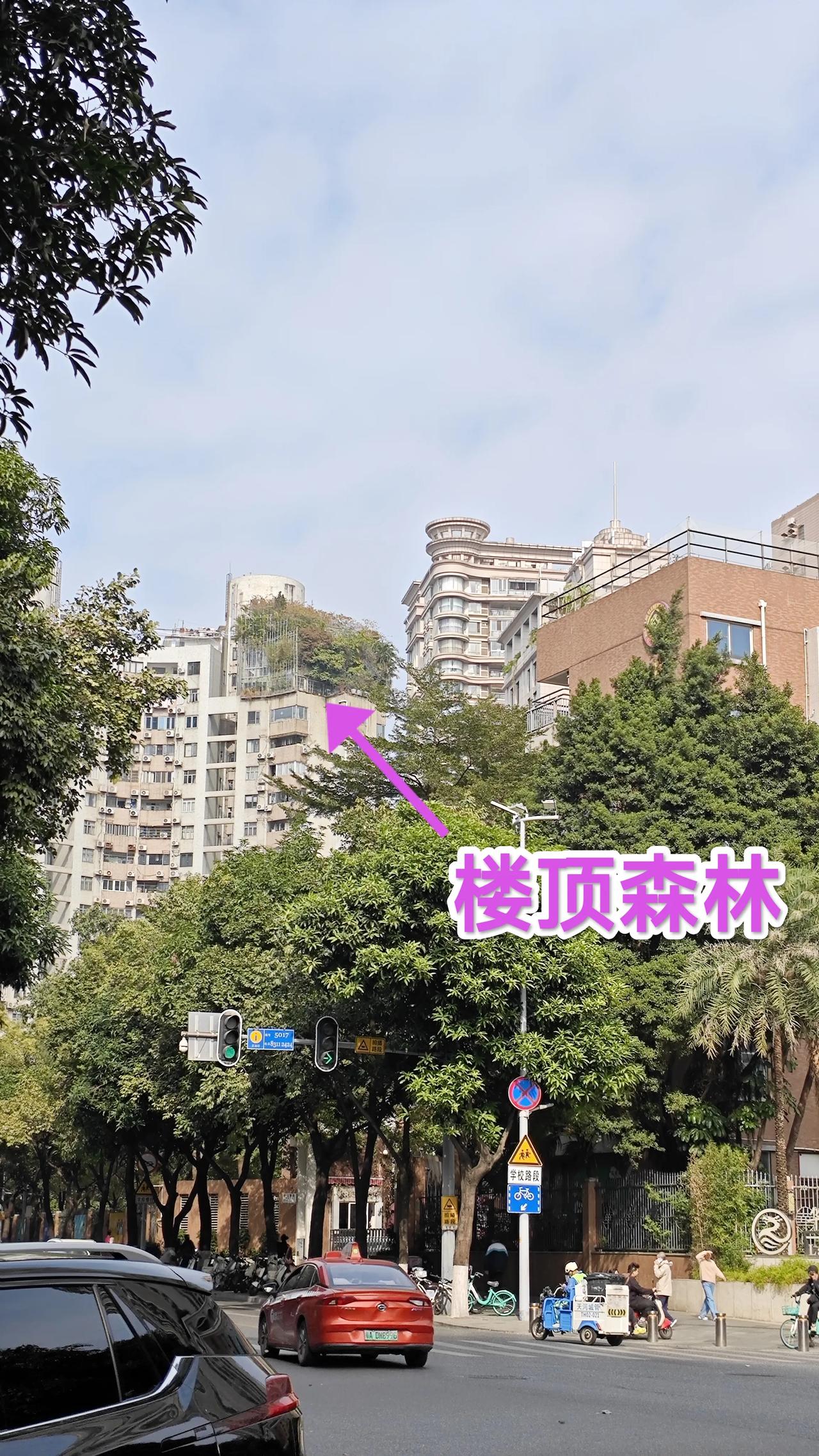 广州天河林和东路有个小区楼顶，长着一处“石屎森林”。

石屎森林，这个词最开始是