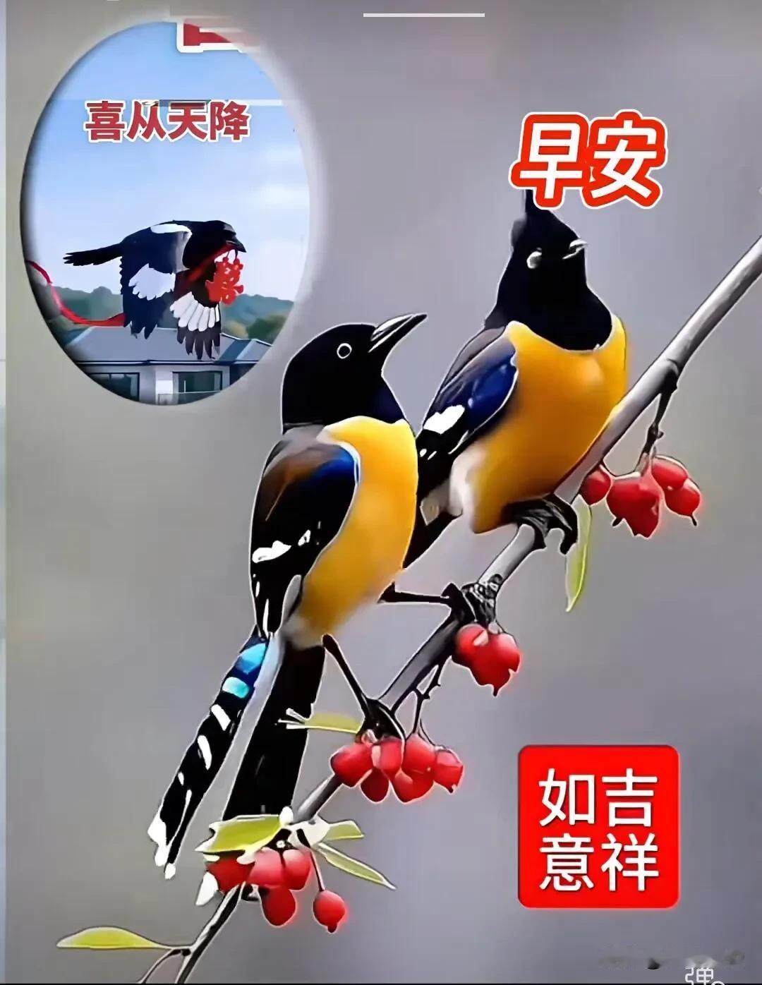 喜鹊登枝，喜从天降，愿吉祥如意，早安！
