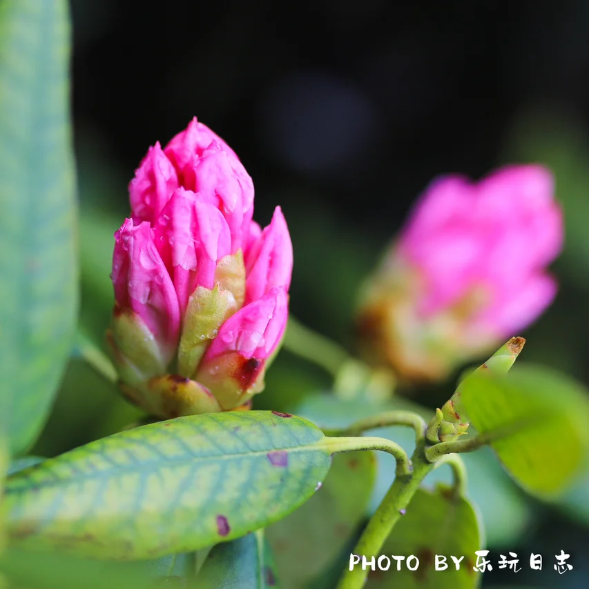 水墨黄山五月天，云海之上赏杜鹃，赏春这样玩