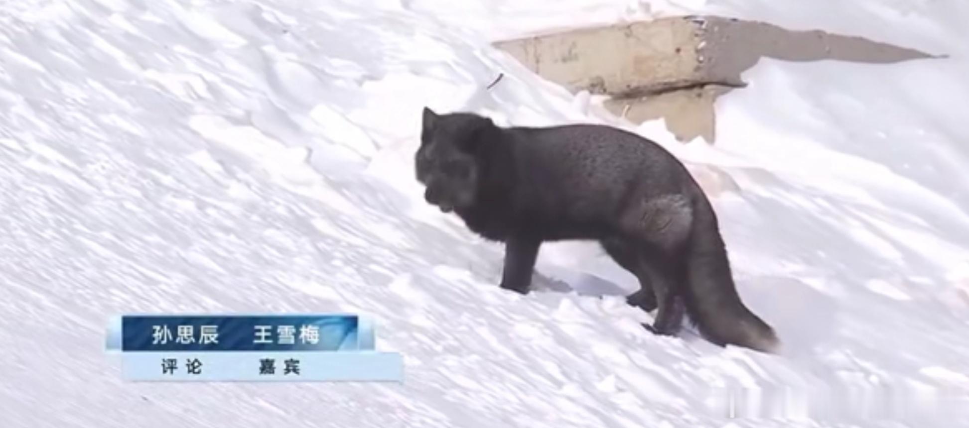 央视直播时一只小狐狸抢镜 雪梅就是厉害，一边解说一边刨雪🌨️ 