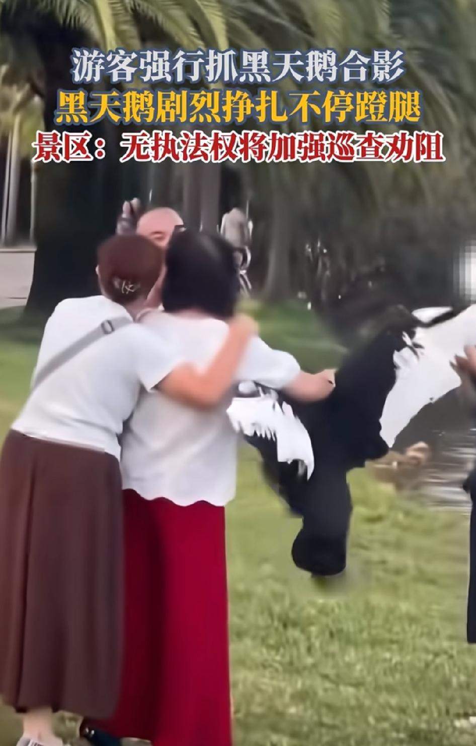 8月17日，云南弥勒某景区，有大妈身手矫健，强行抓住一只黑天鹅并合影。
看得出，