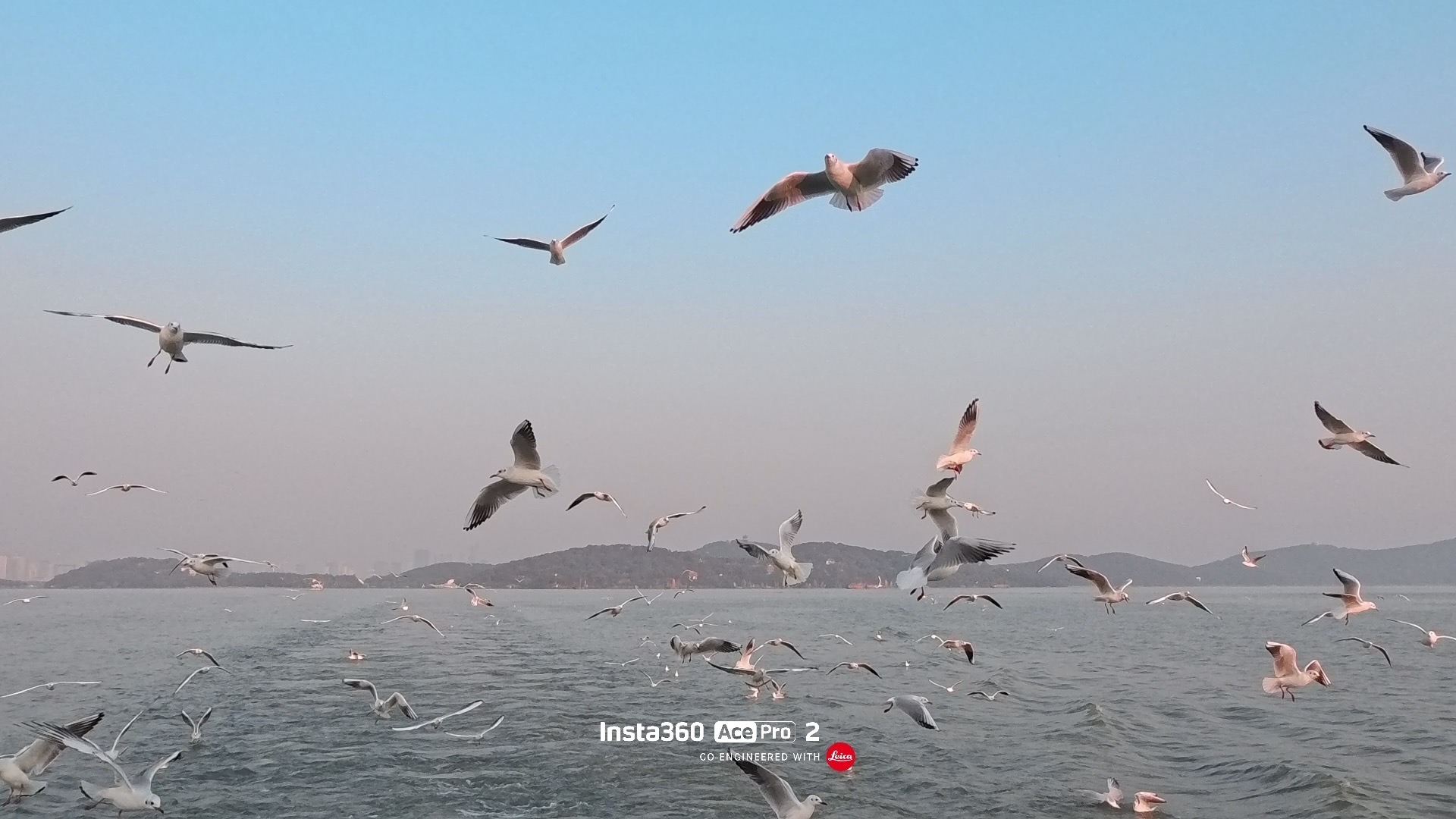 🔥无锡鼋头渚｜西伯利亚红嘴鸥观赏全攻略！冬日限定浪漫！家人们！不用远赴昆明滇池