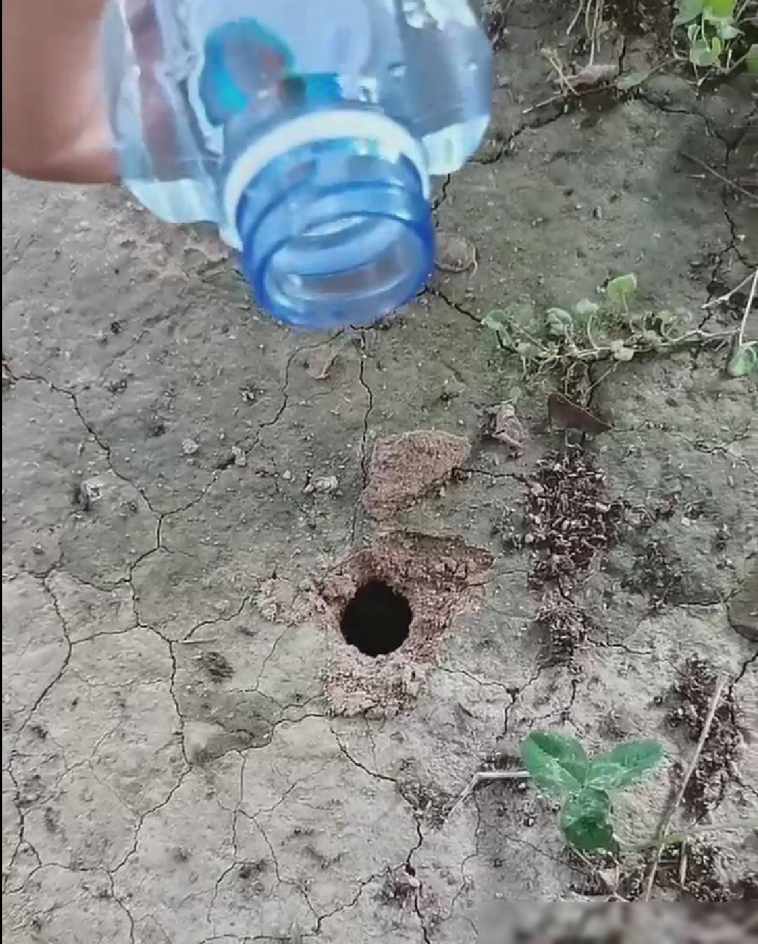 小时候，我又想起了那会儿，我们常常去灌屎壳郎的场景，真是满满的童年回忆啊！