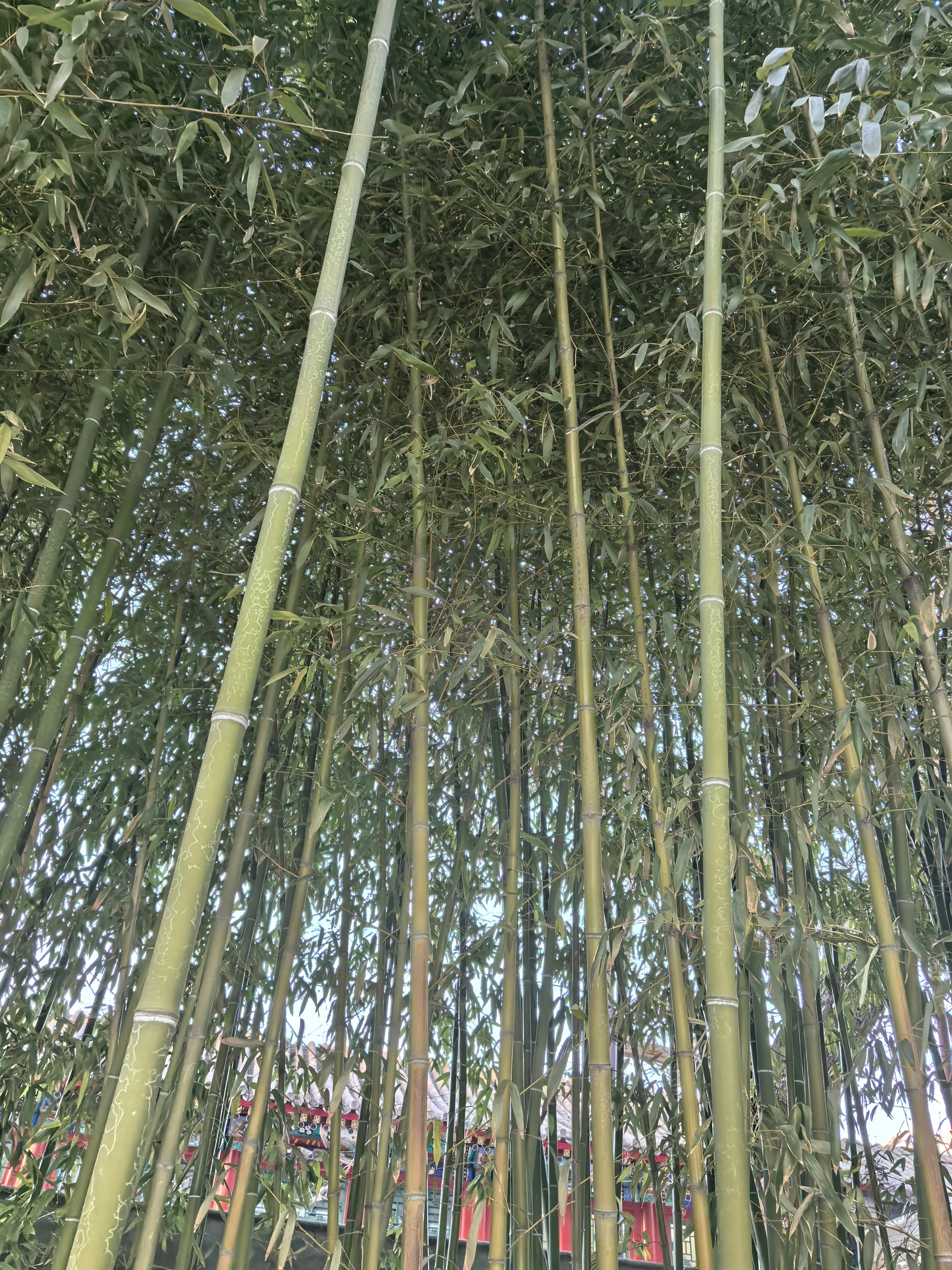 春江水暖，含苞待放发现生活中的小美好 北京·紫竹院公园