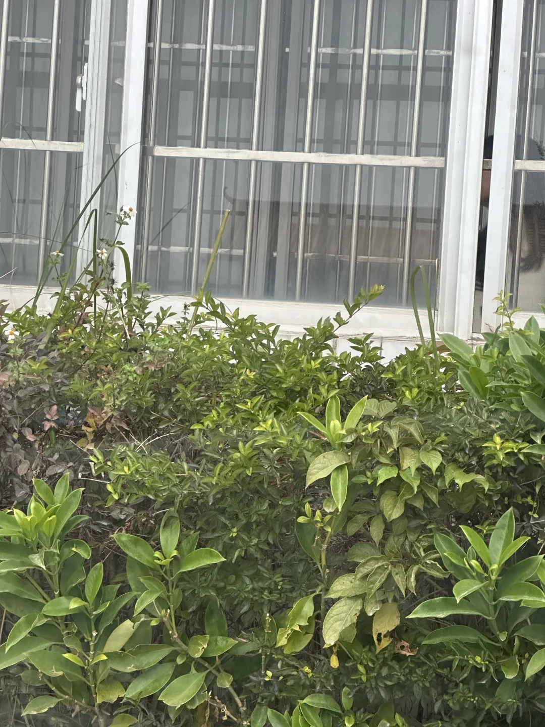 朋友侄女是负责国企招聘的，她提到学历只是加分项。前几天她和正在上大学的...