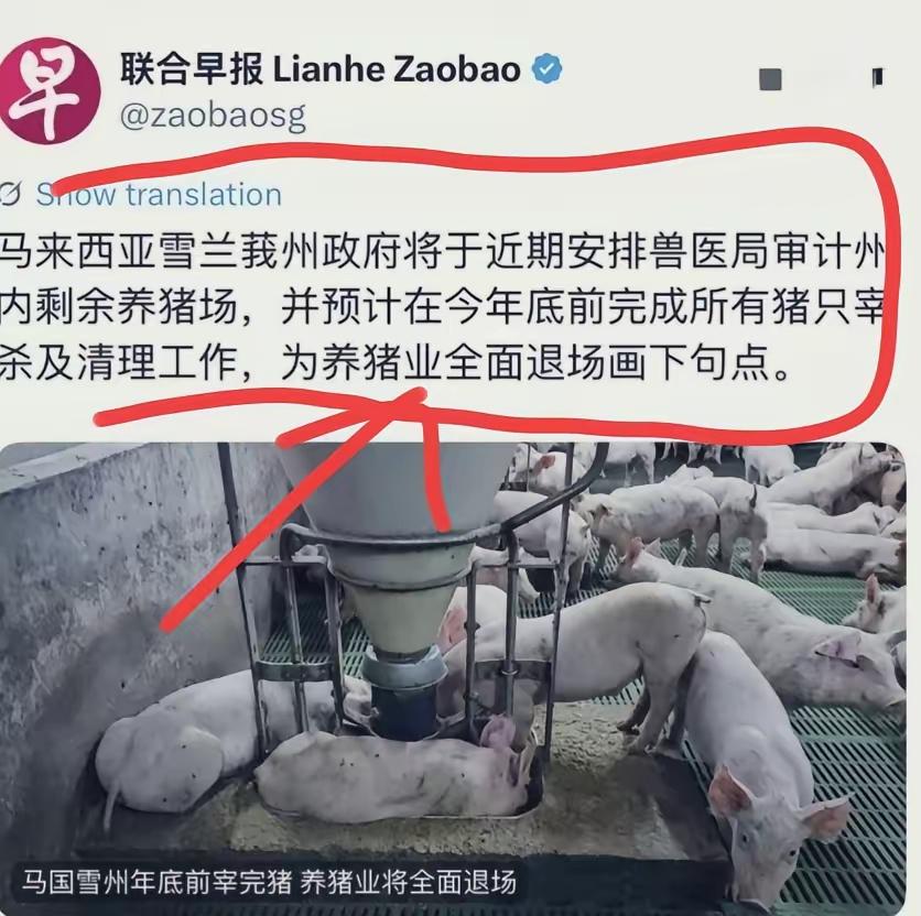 联合早报这条新闻，让人揪心，当地以养猪为生的华人接下来日子是真的难。

并非马来