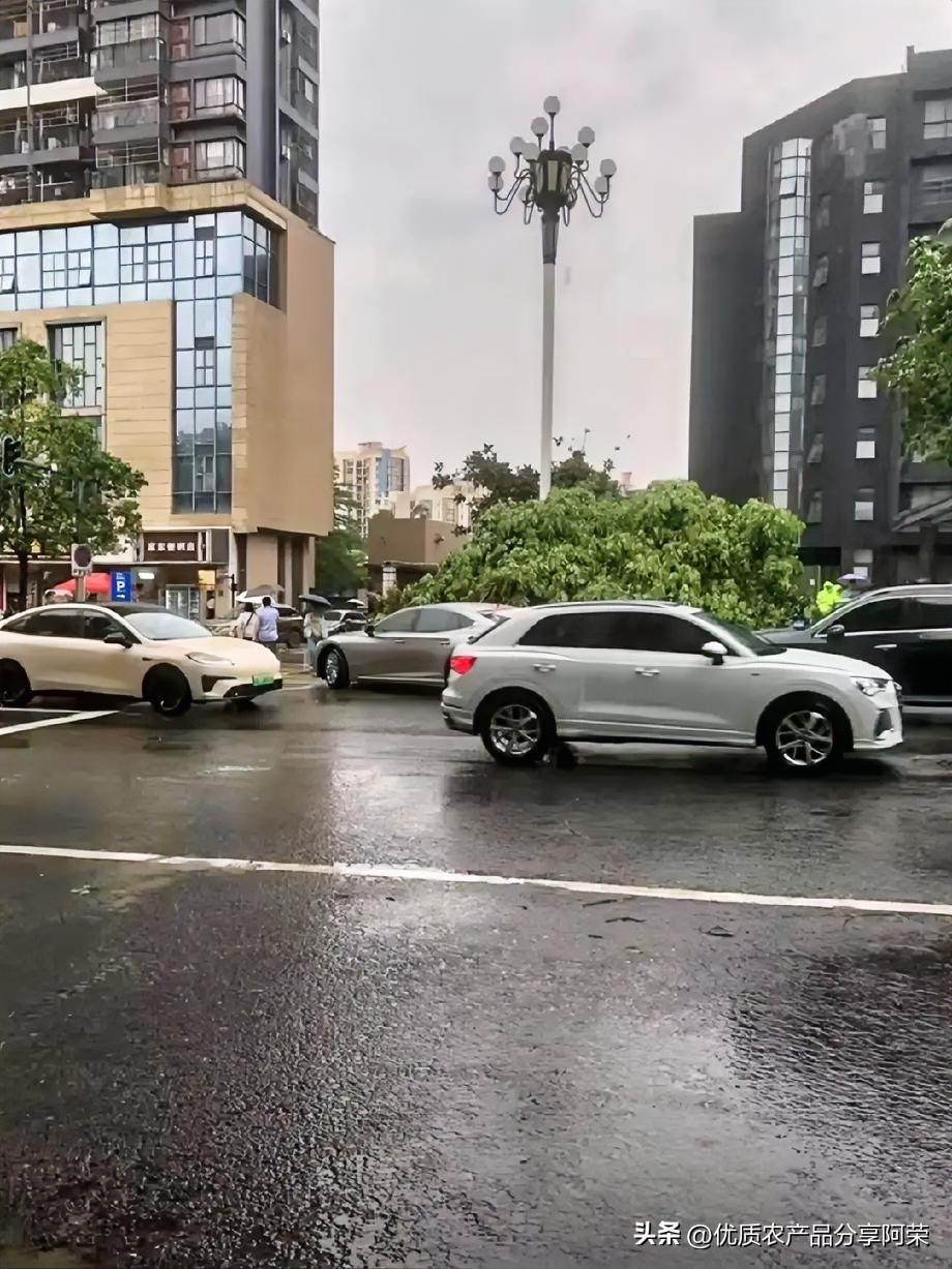 近日，在广州市黄埔区，一场突如其来的暴风雨，连石化路的大树都倒下了。