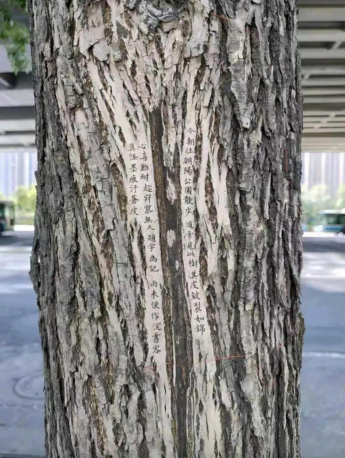 这个破坏树木…