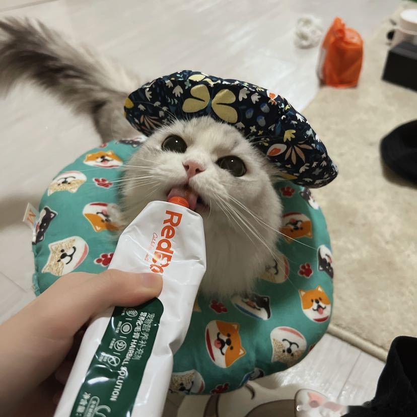 不丢可爱小丢最爱吃的营养膏😺 