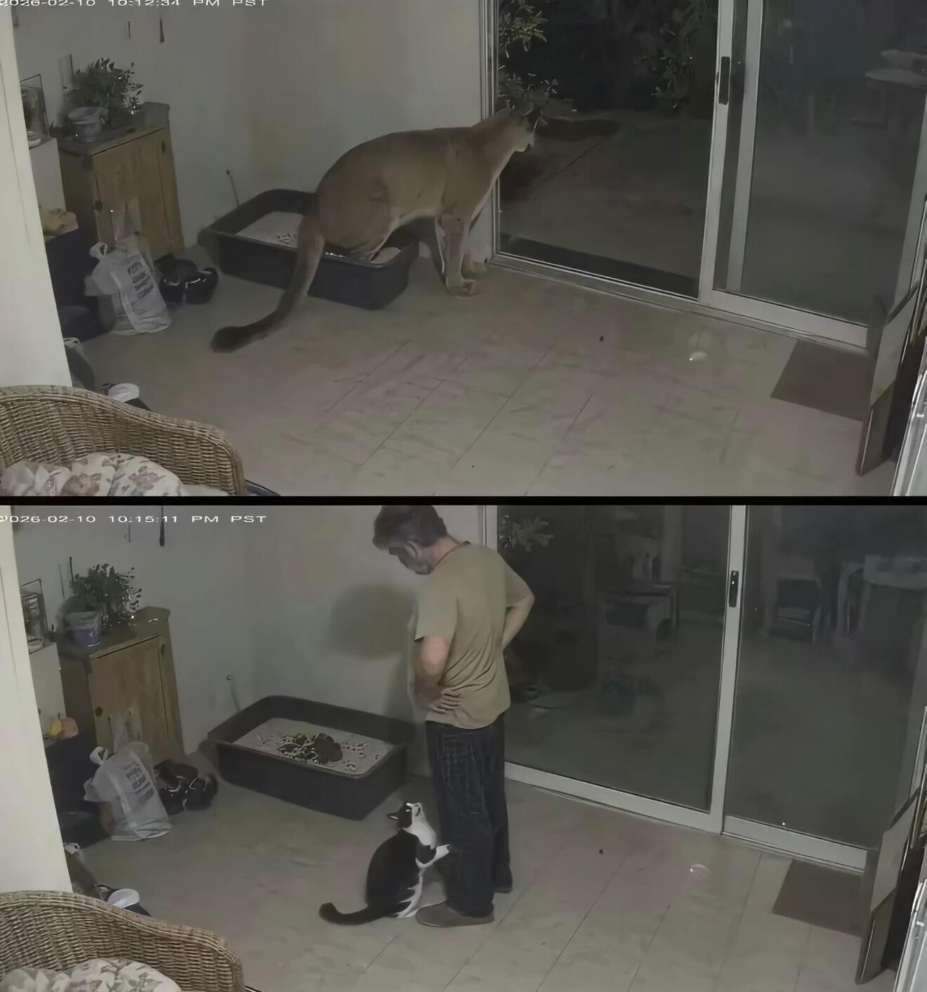猫猫：真不是我啊！！！ ​​​