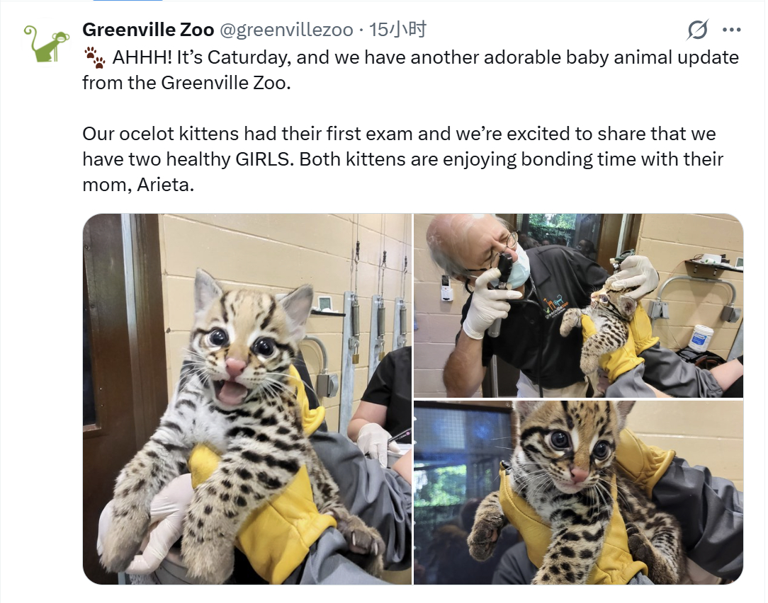 虎猫 宝宝你怎么体检的时候看起来比其他猫科动物幼崽都要开心的样子