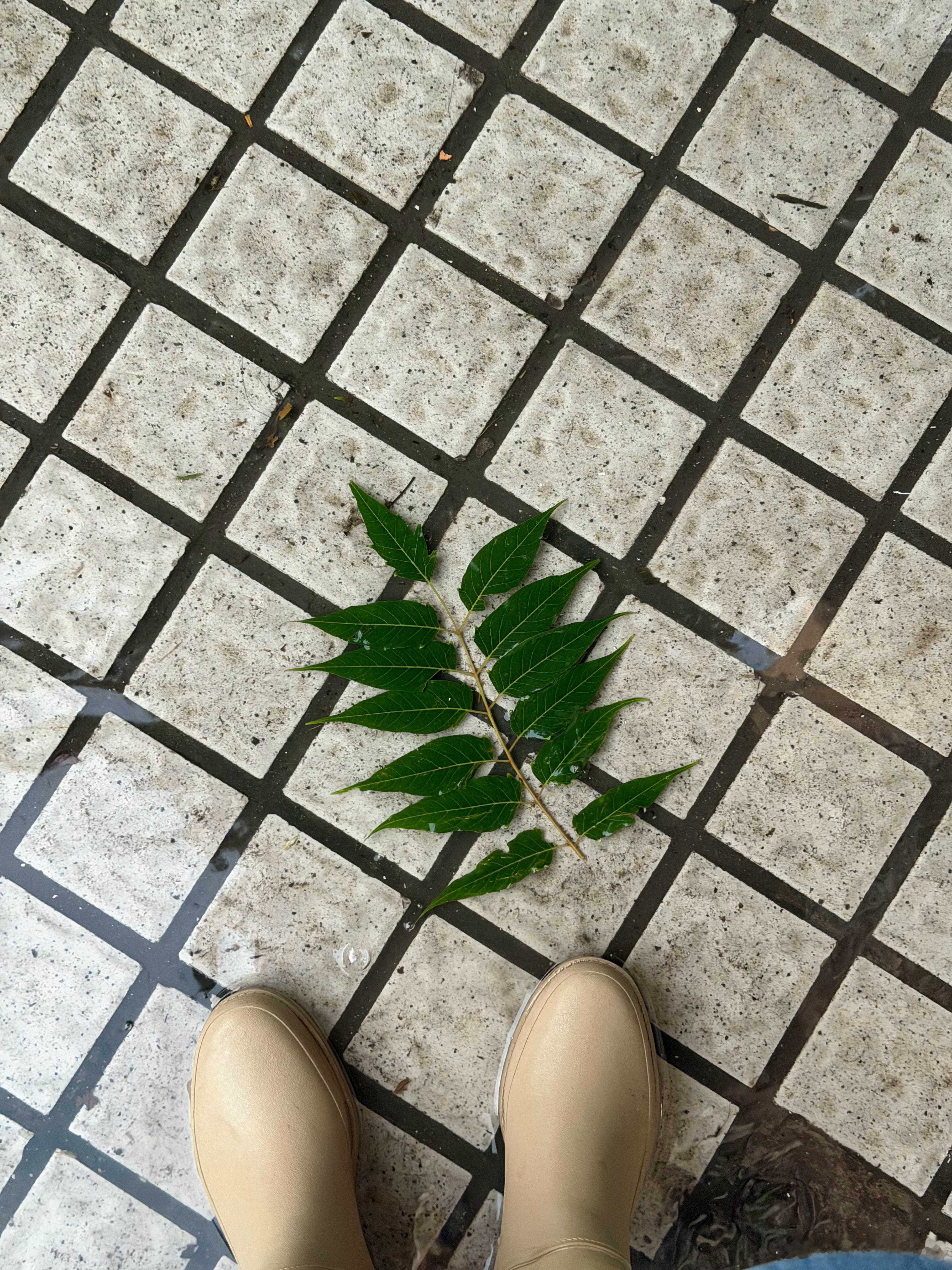 今天北京下大大雨，穿着雨靴出门遇到一潭水，里面封存了一段树叶感觉像踩进池塘