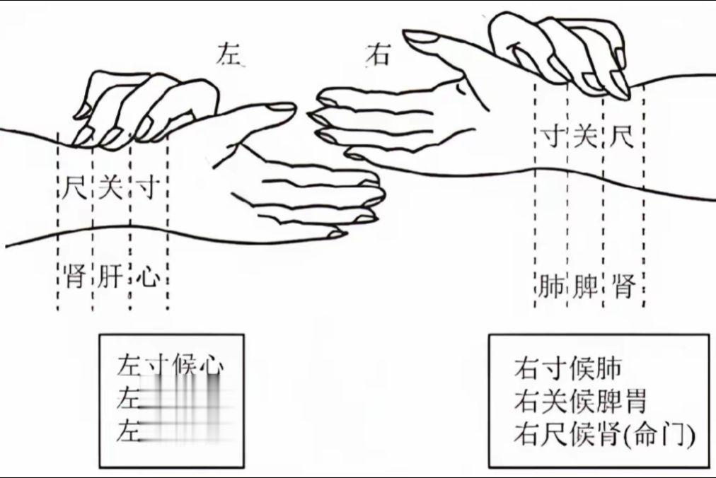 学会自己摸脉，知道相对的脏腑医学科普