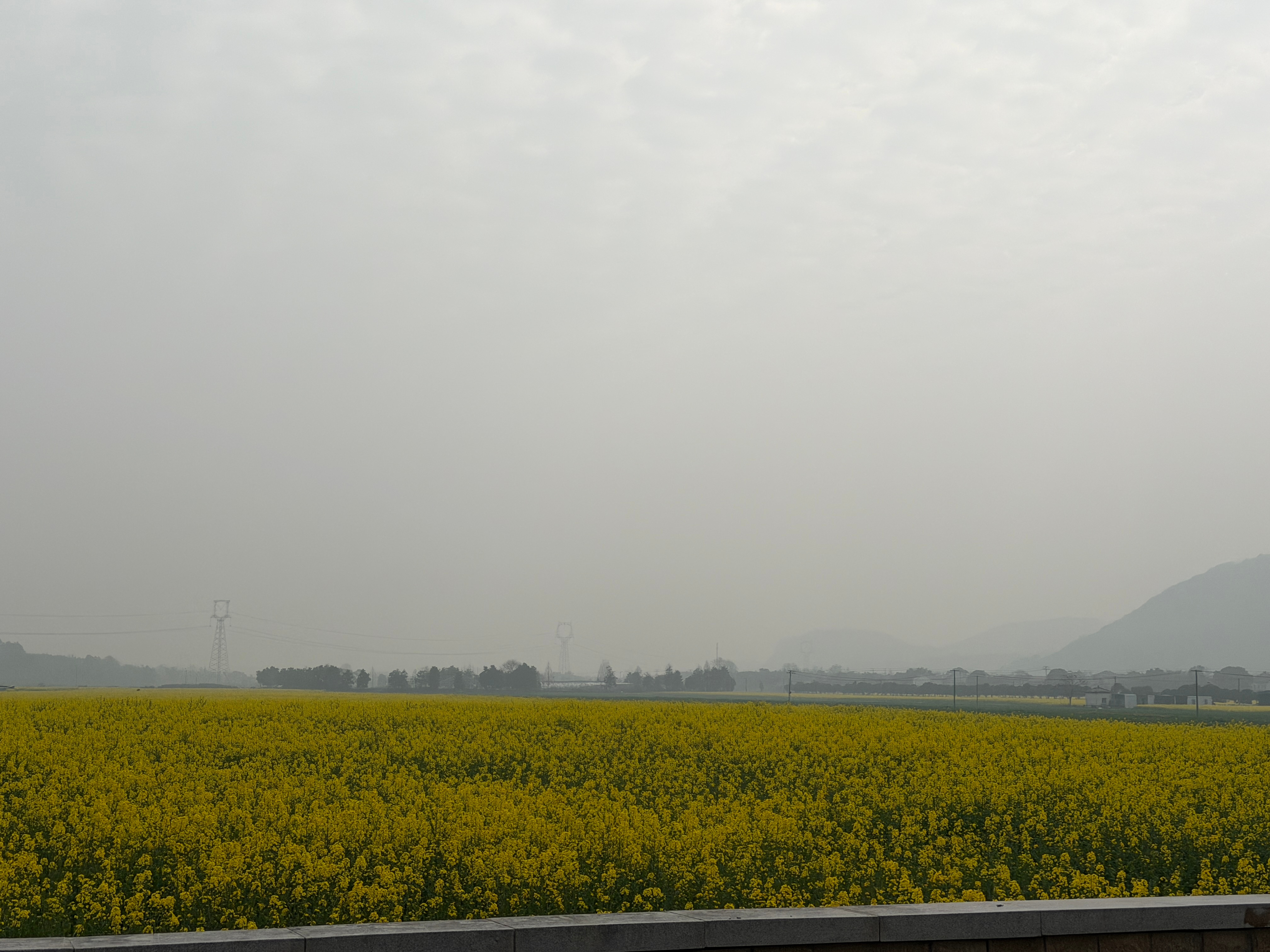 生活手记 油菜花盛开沿路还挺好看 宣城