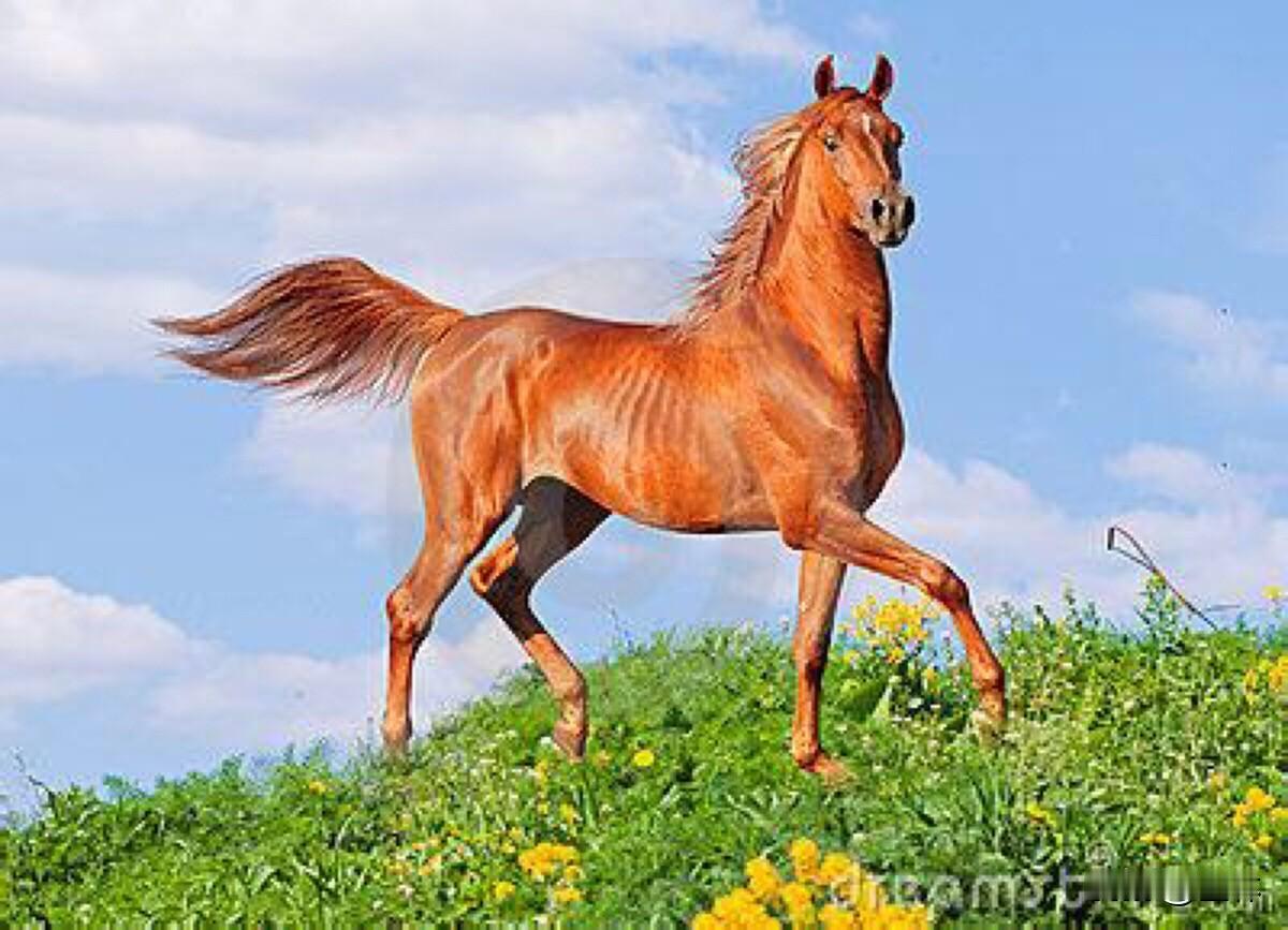 过去人常说：“五马六羊七月狗肉不可尝”是什么意思？          这说法有一