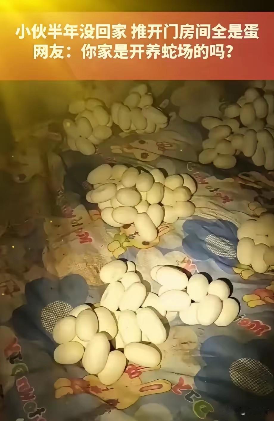这件事想想都让人头皮发紧。
半年没回家，开门一看，床上躺的不是灰，而是上百枚蛇蛋