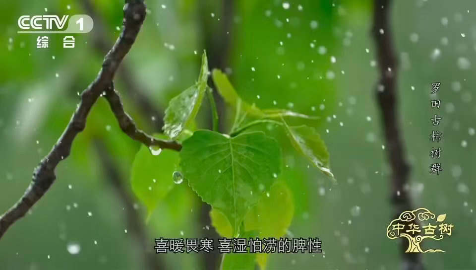 中国少数能现摘现吃的宝藏甜柿柿子界的省心天花板 别的柿子：你得对我有耐心。罗田甜