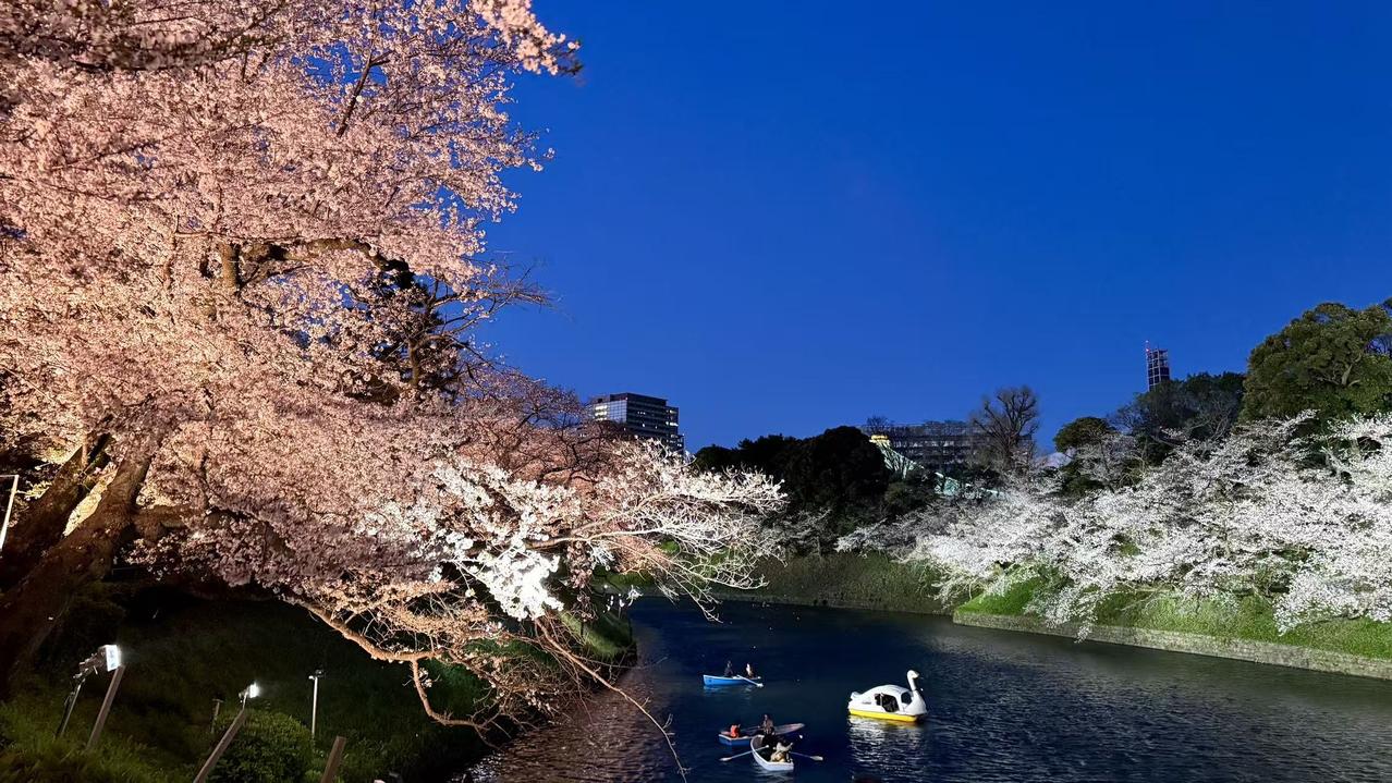 夜樱漫语 260402

暮色为幕，粉樱缀空。千树繁花在暖光里晕开柔雾，河面上天