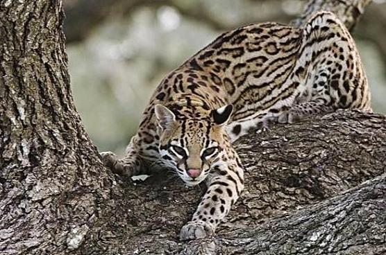 原来1200年前中国人撸的是豹猫！北大科研团队研究让咱们了解了中国人的“撸猫史”