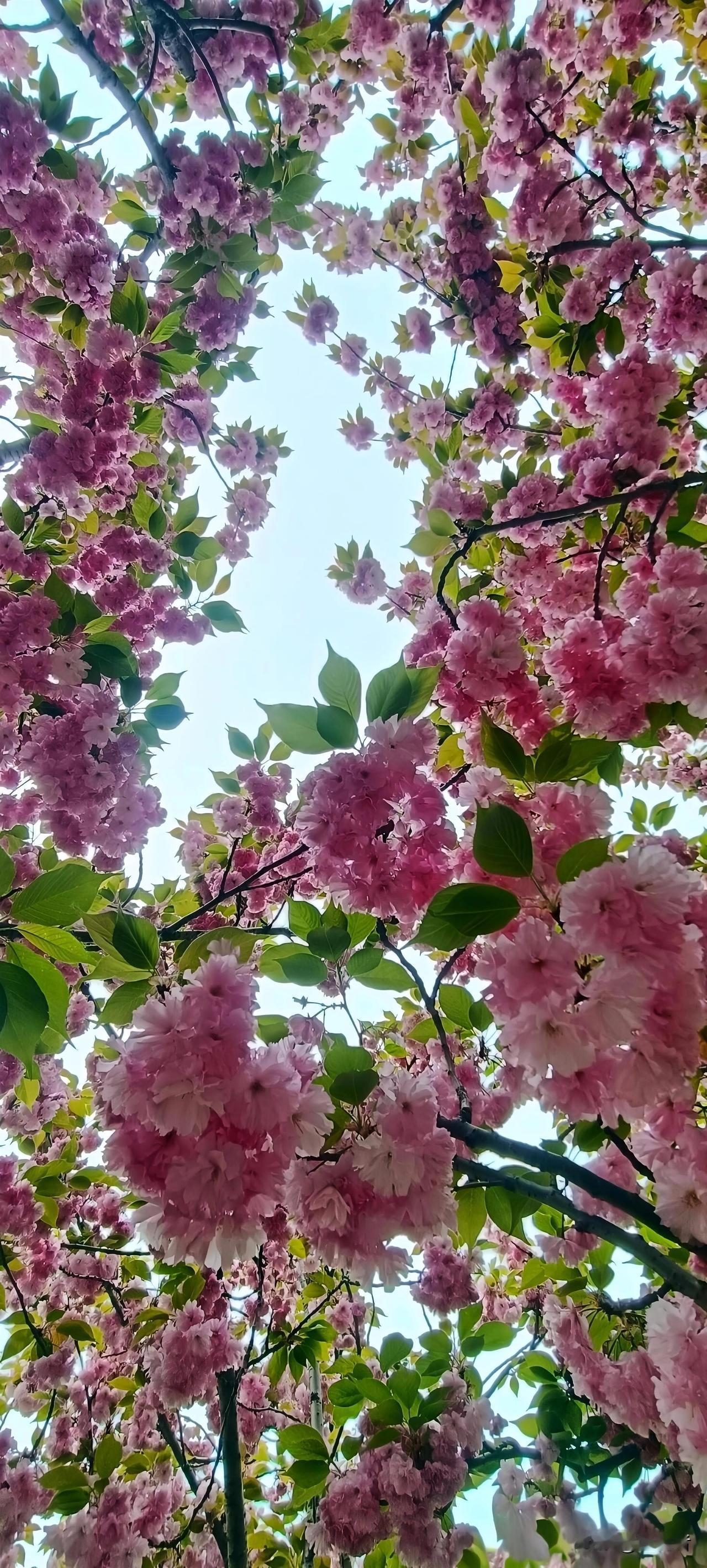 粉雪堆云凝晓露。翠叶交加，织就玲珑户。仰看晴空光一缕，香风暗度春深处。
疑是仙娥