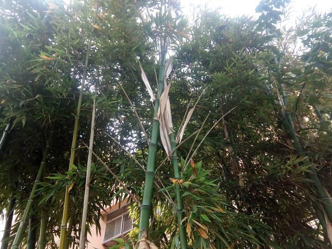 上联：花开百色长春日，
下联：竹生毕节日照时。