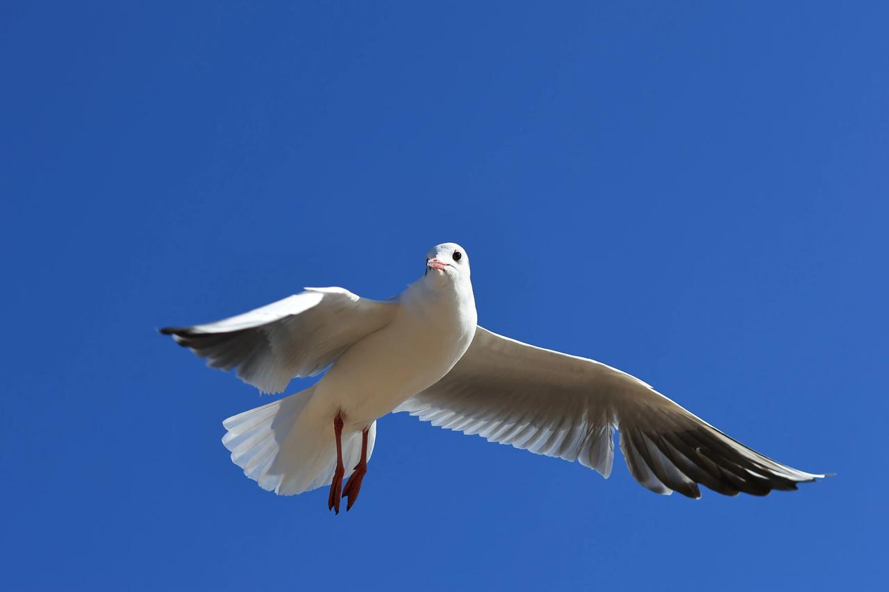 空中飞鸥