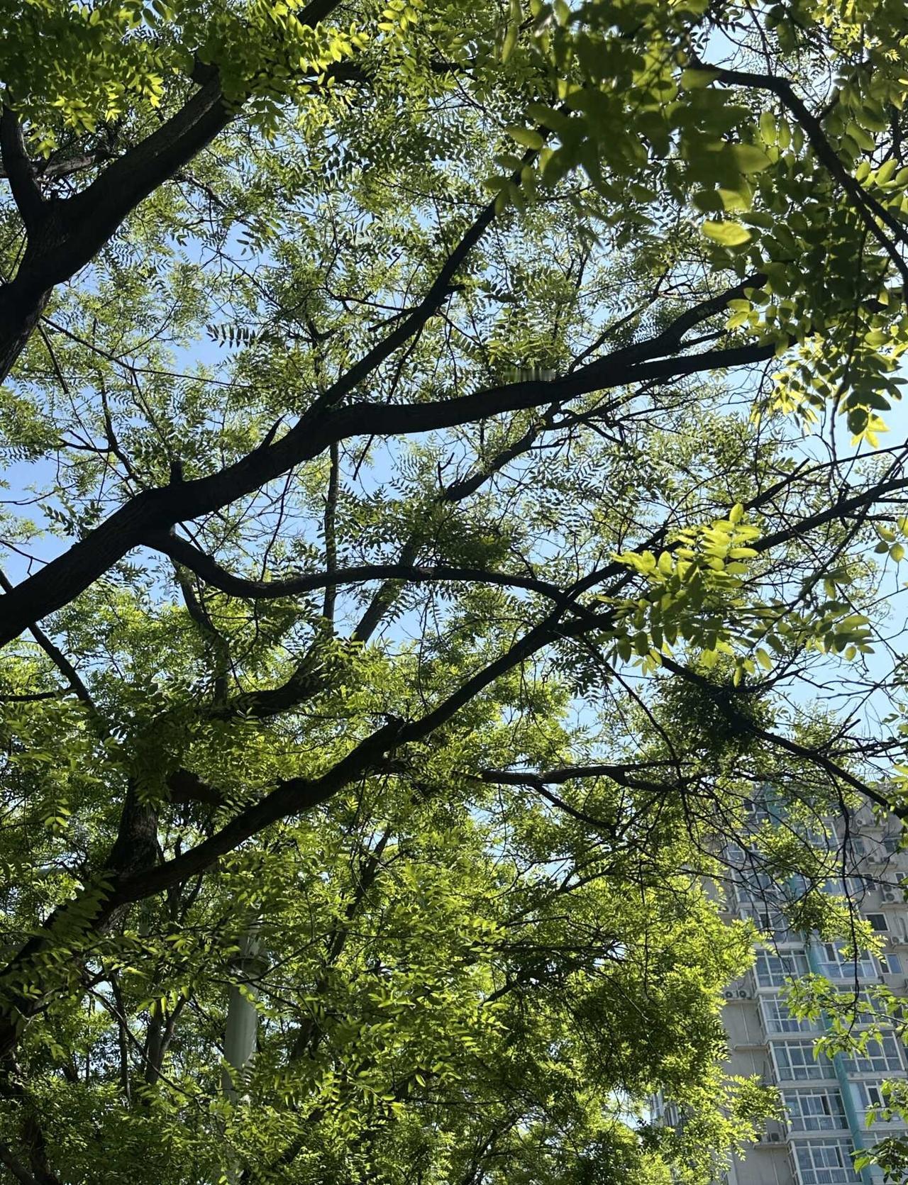 5月的北京下雪了 🌨️
北京飞絮
抬头拍树
妈妈说这些飘着的是棉花吗可以做衣服