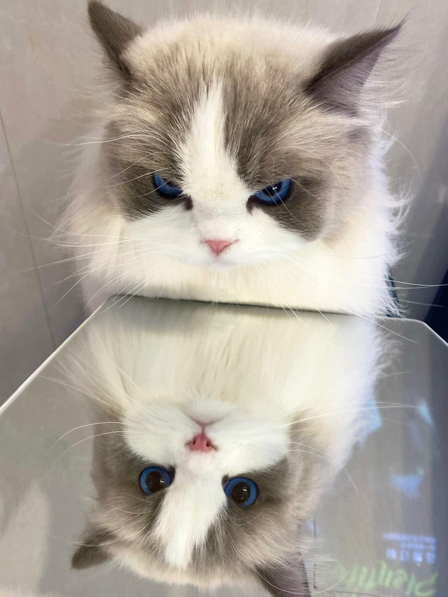 其实小猫没有生气！只是角度不同。