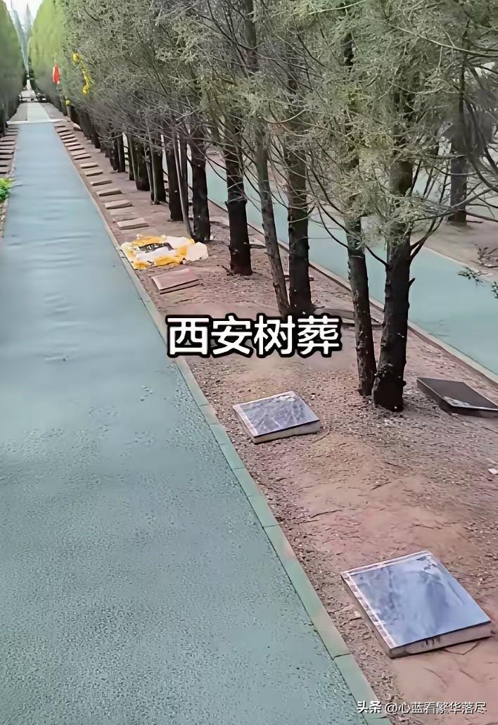 对于这几年流行起来的树葬，让我想不明白的是，既然都已经选择树葬了，那么还有必要在