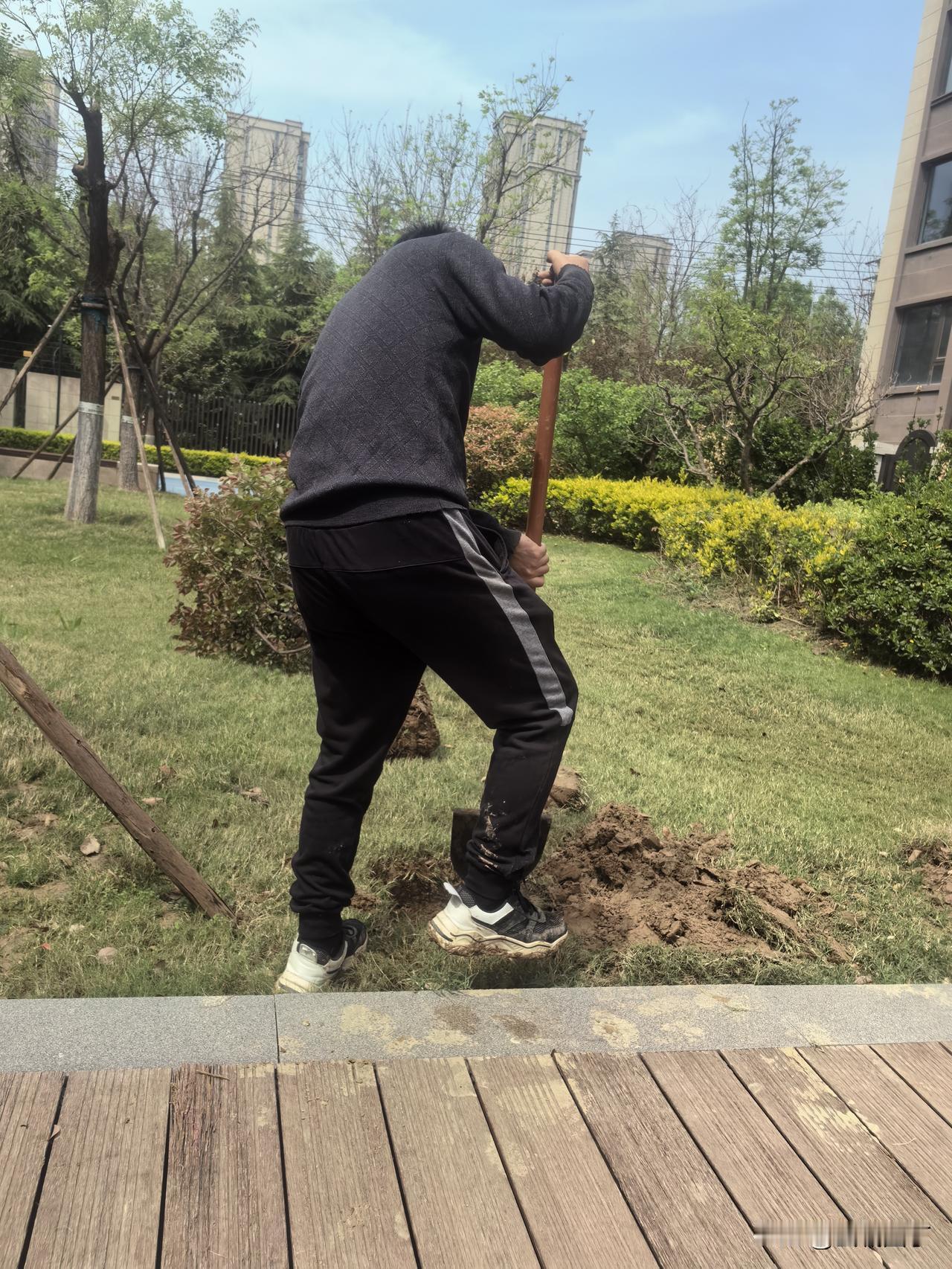 从医院回来后，坐看孩子他爹在我的胁迫下挖坑种树。

“我年纪轻轻的，你净让我干些