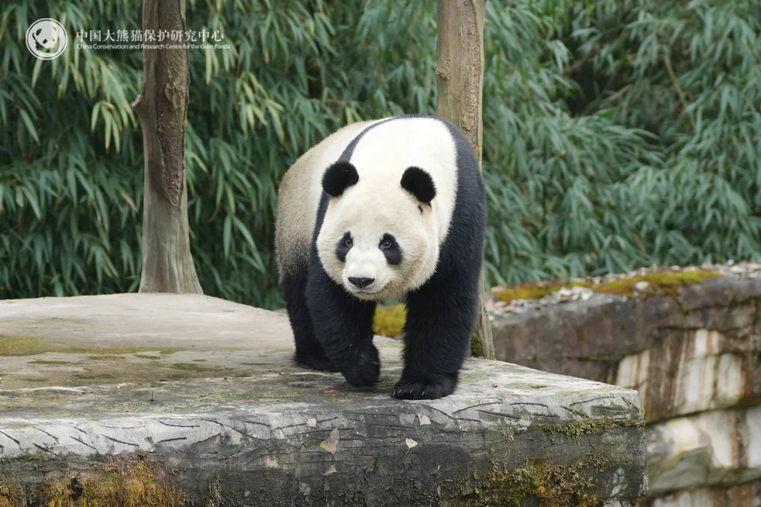 萌宝在碧峰峡的日子