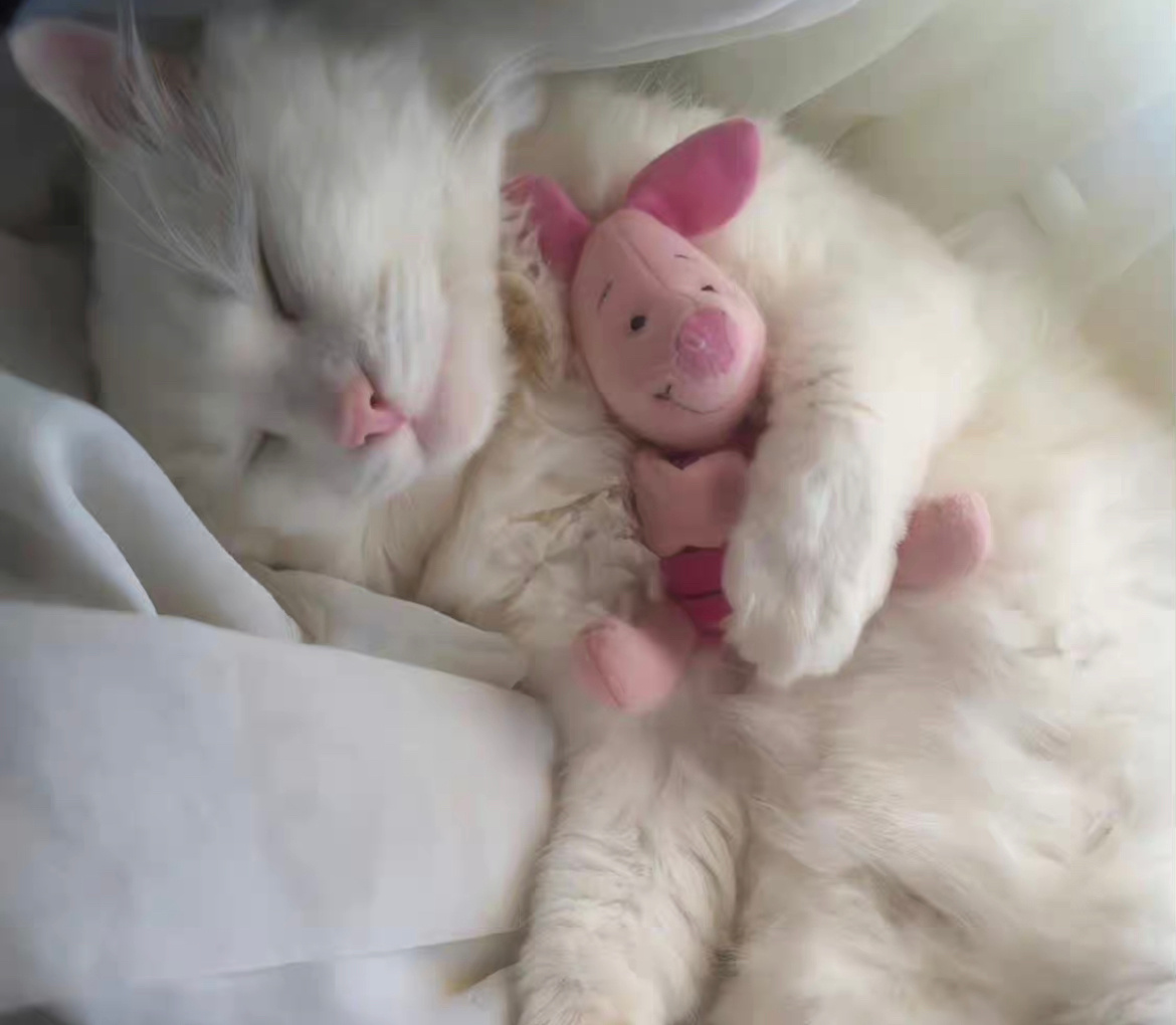 🐷🐱糊图图合集bun猫：糊图图bunbun猫猪包：糊图图猪包 🐷咕噜噜吐泡