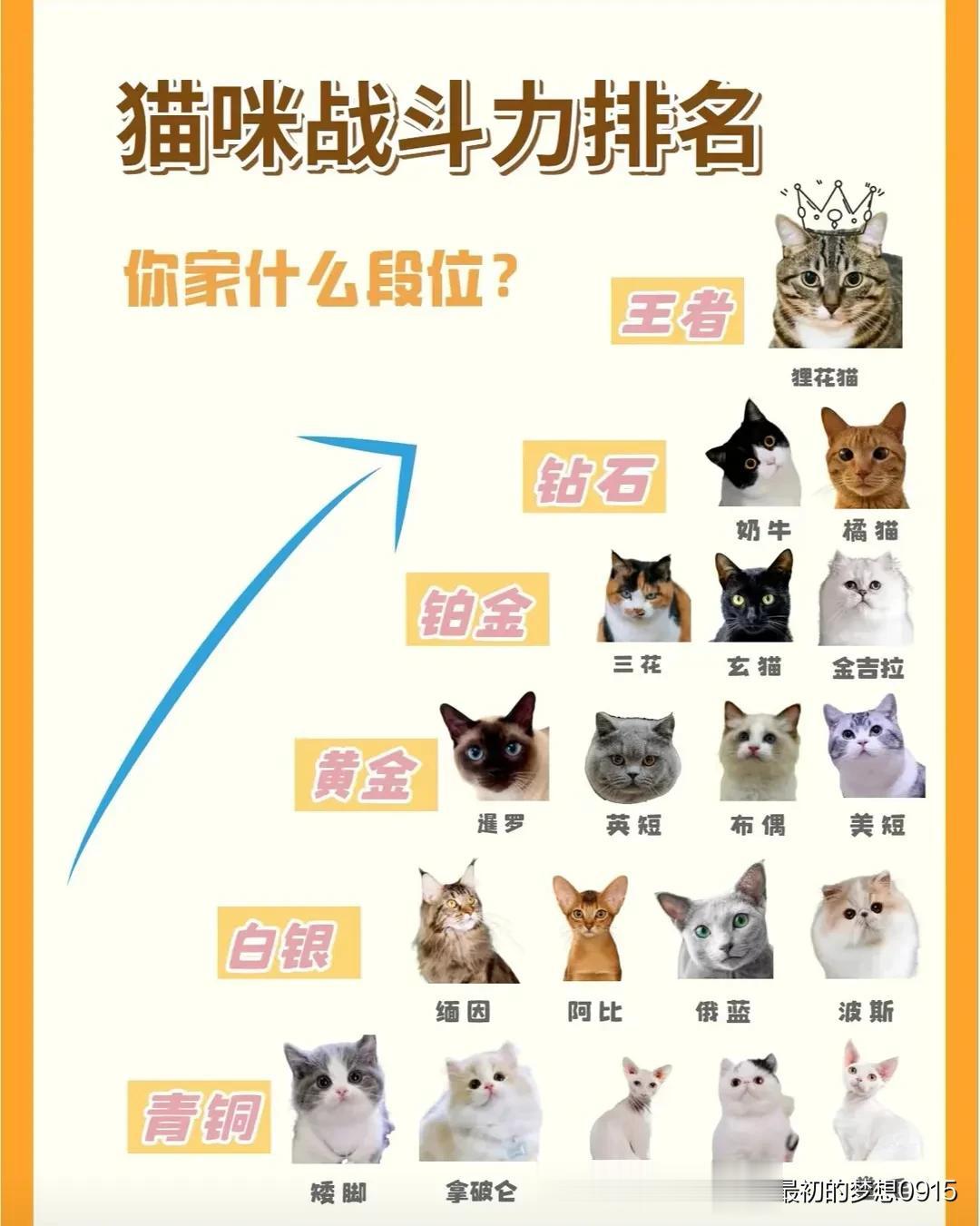 猫咪战斗力排名，你家猫咪排在哪个段位？