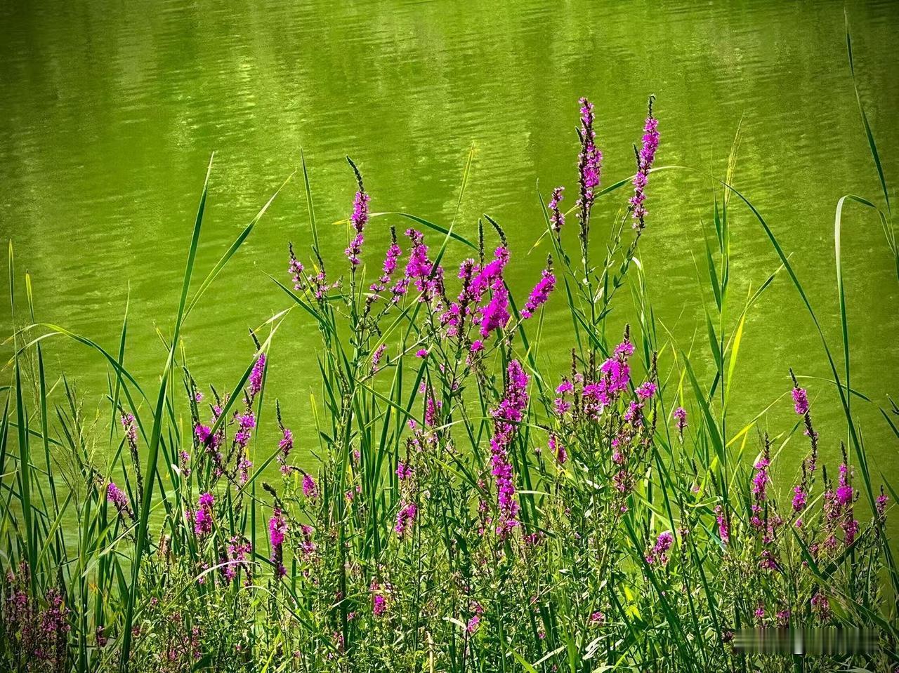 七月的千屈菜
          （原创）


七月的湖水，绿得有些发颤
像憋在