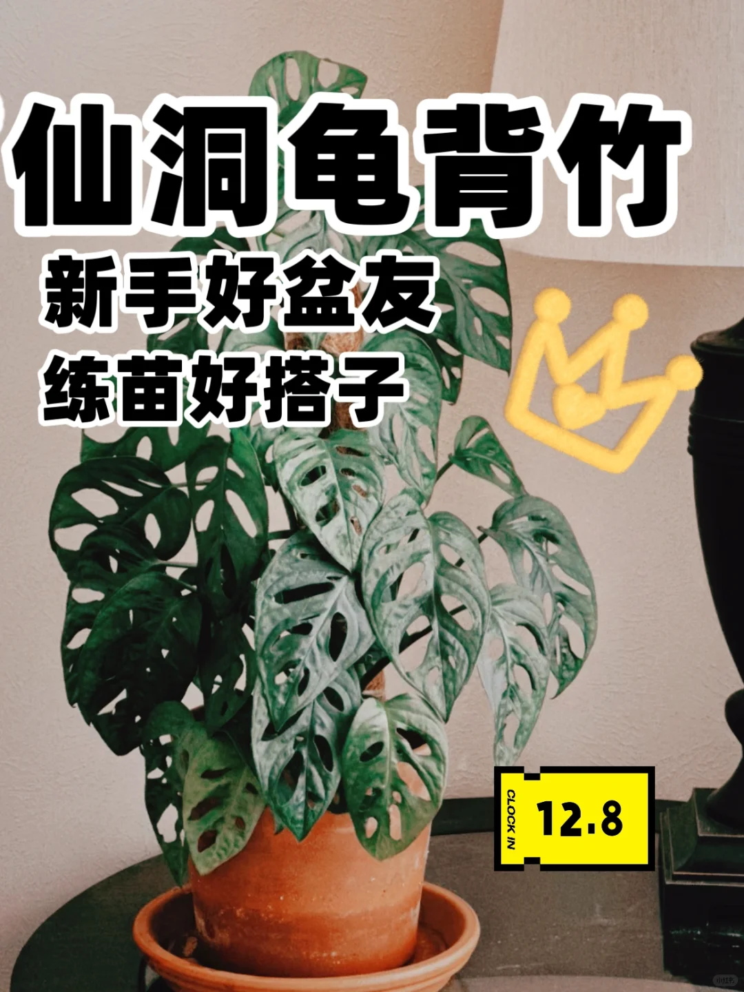 植物不分贵贱｜养好是关键