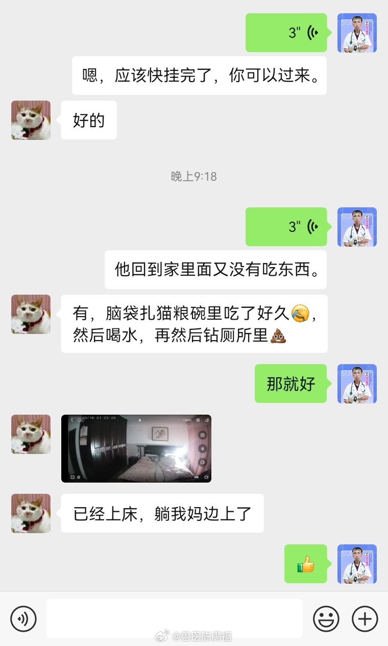 陈小萌小朋友是我很久之前认识的网友​也是985的高才生​猫咪胰腺炎实在太胆小​输