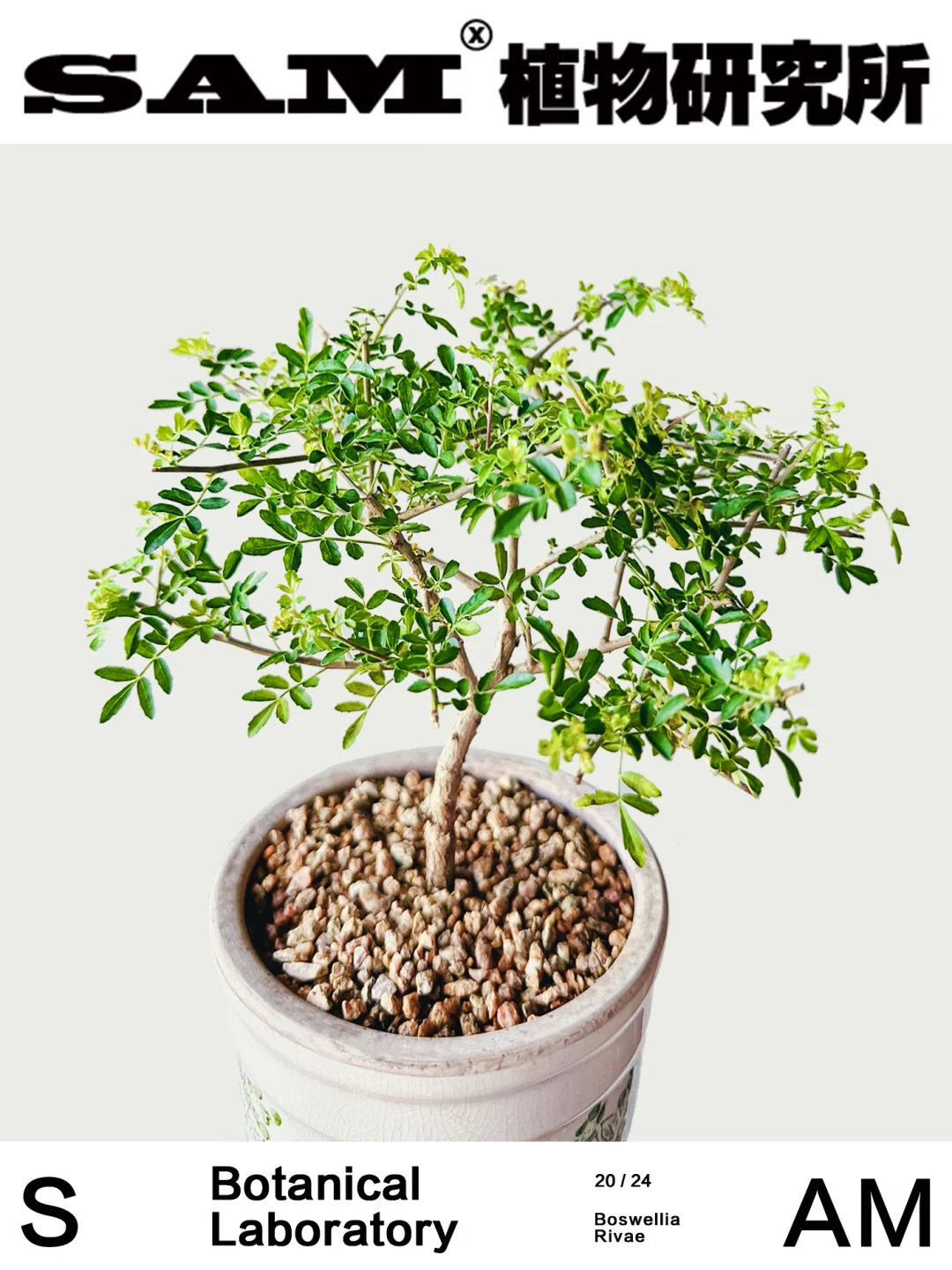 黧乳香｜Boswellia Rivae
