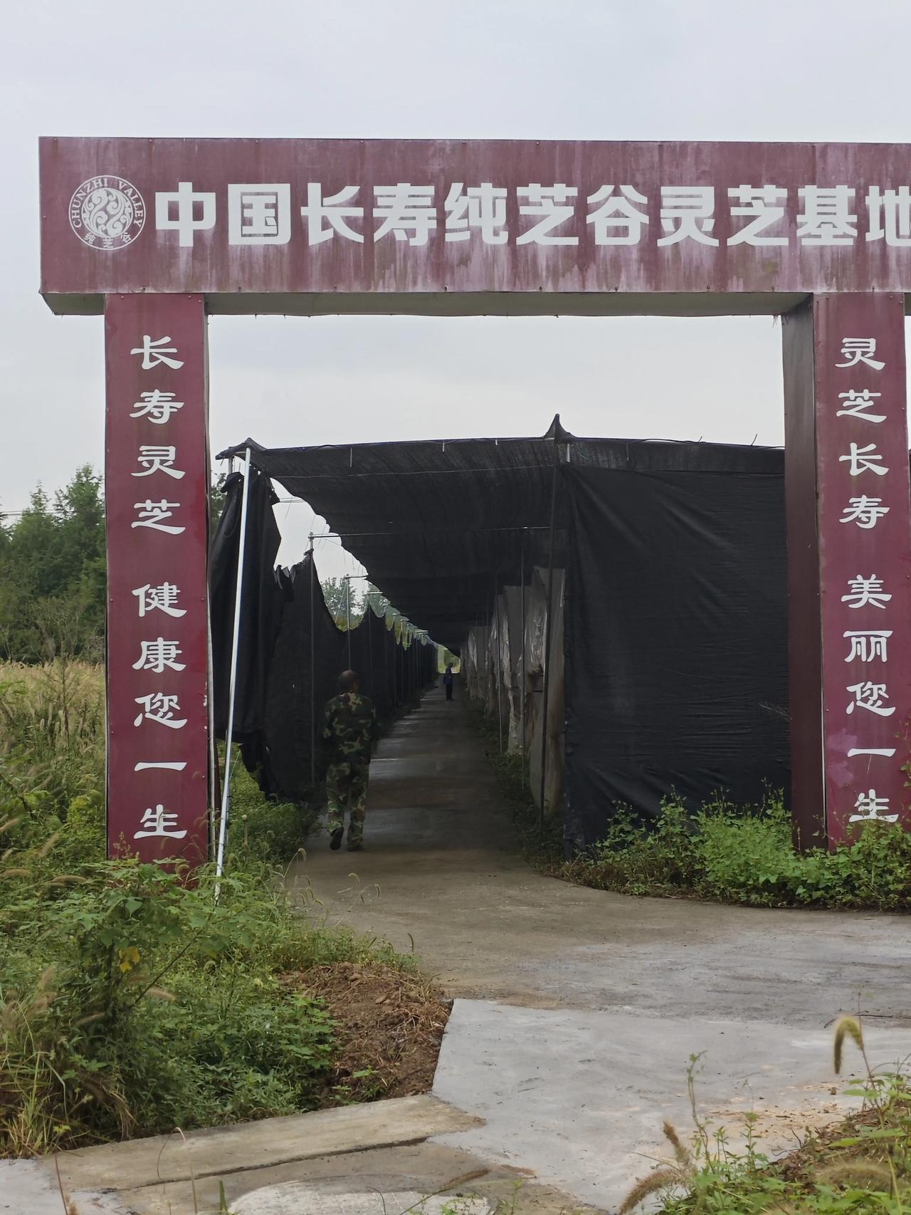过去只在电视上看见过灵芝，没有接触过实物，最近两天参观了重庆科学院生物研究所在长