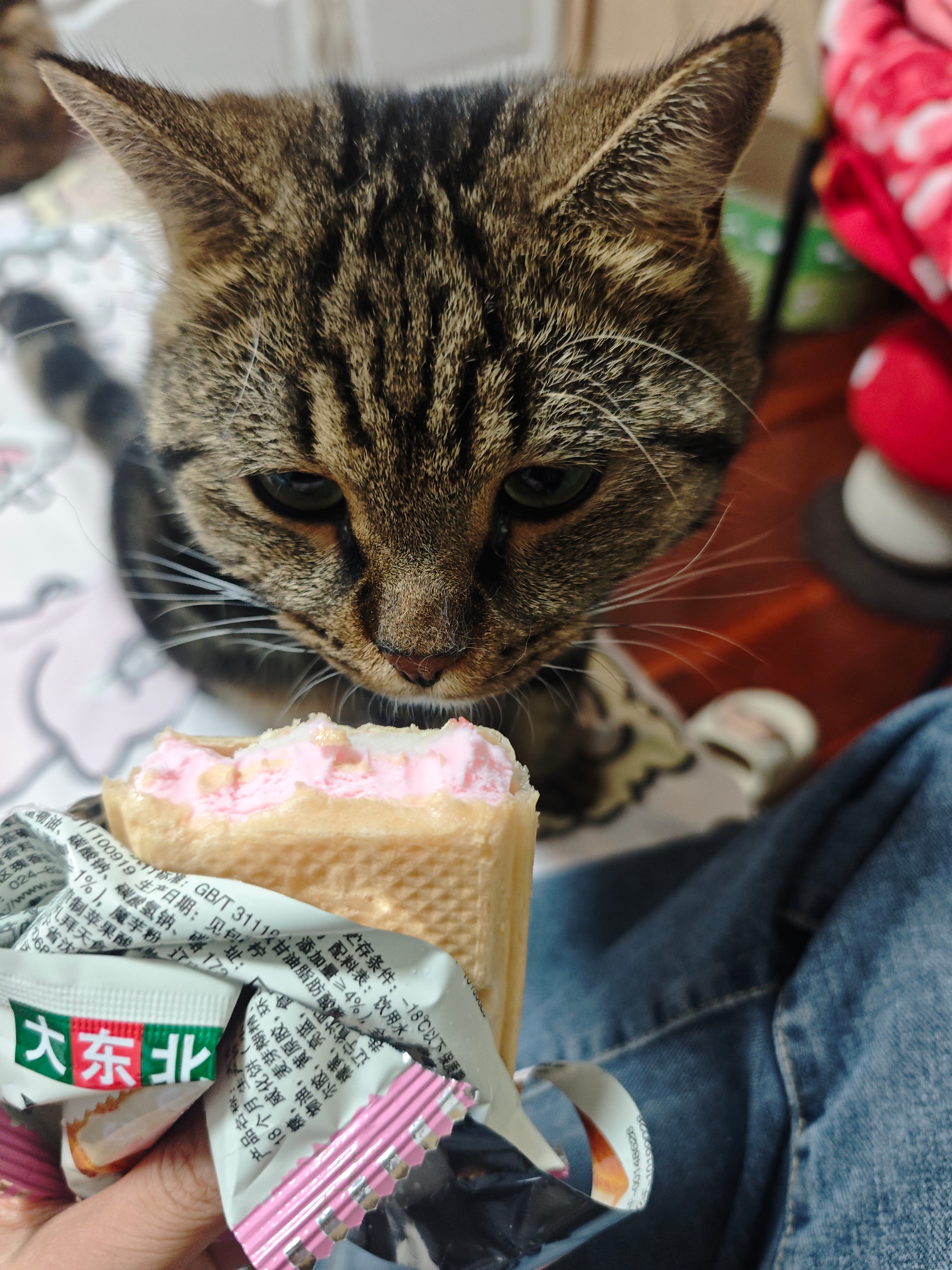 大馋猫 