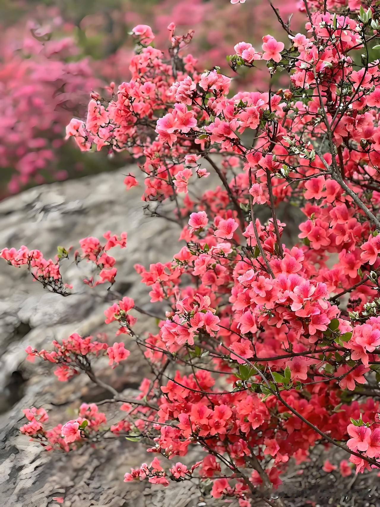 《杜鹃花漫兴》
——明.张献翼
花花叶叶正含芳，
丽景朝朝夜夜长。
何事江南春去