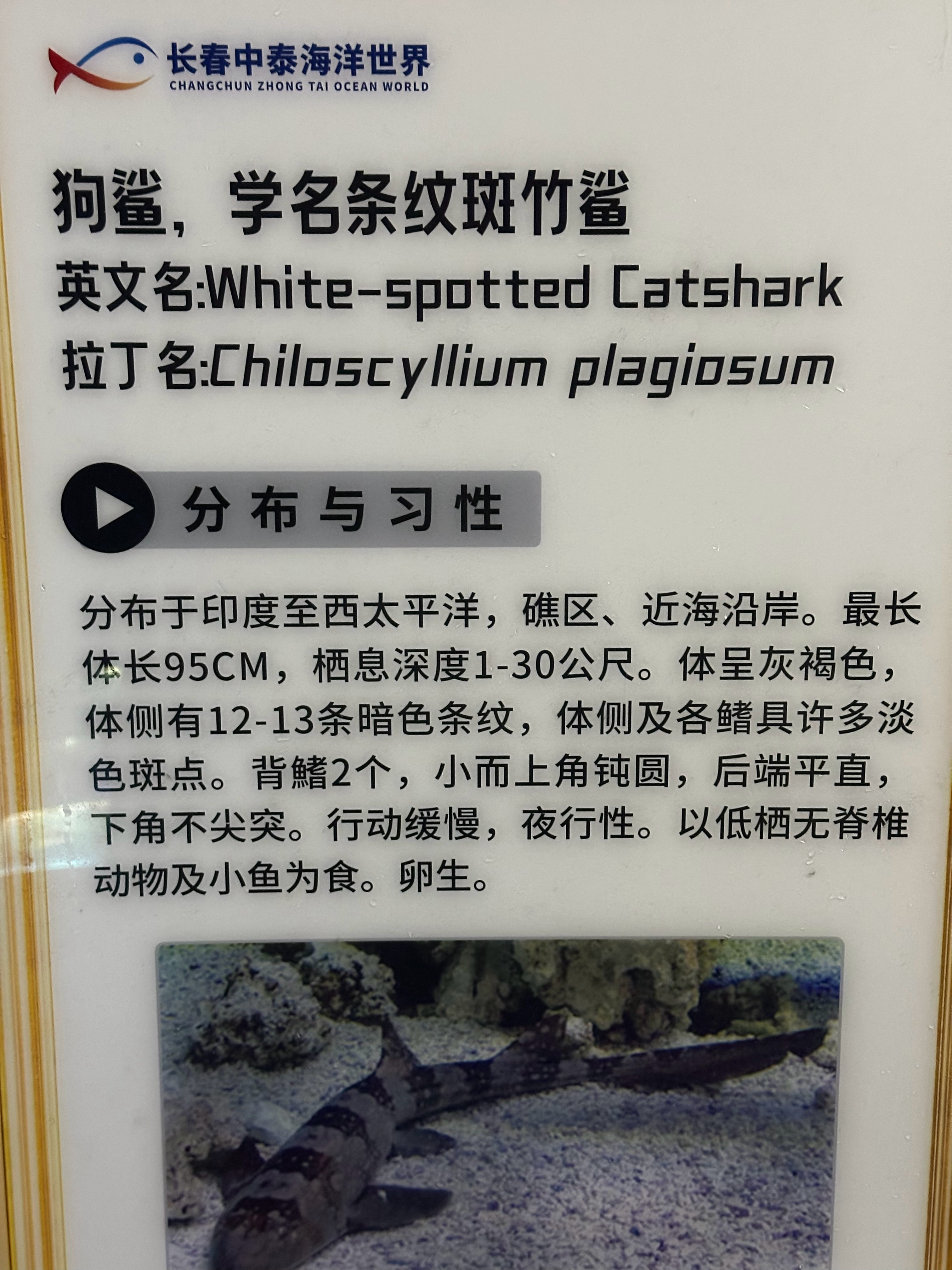 catshark怎么是狗鲨？ 