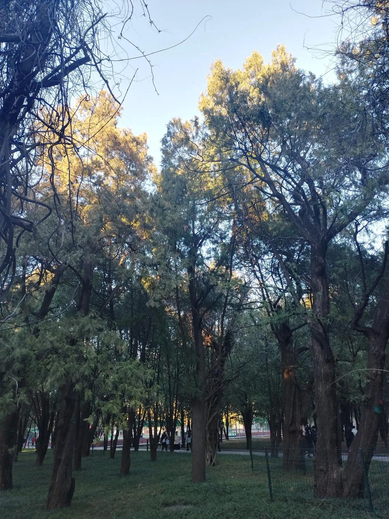 临江仙（贺铸体）    寄友人李博生
世事红尘如梦景，
悠悠岁月峥嵘。
粗茶淡饭