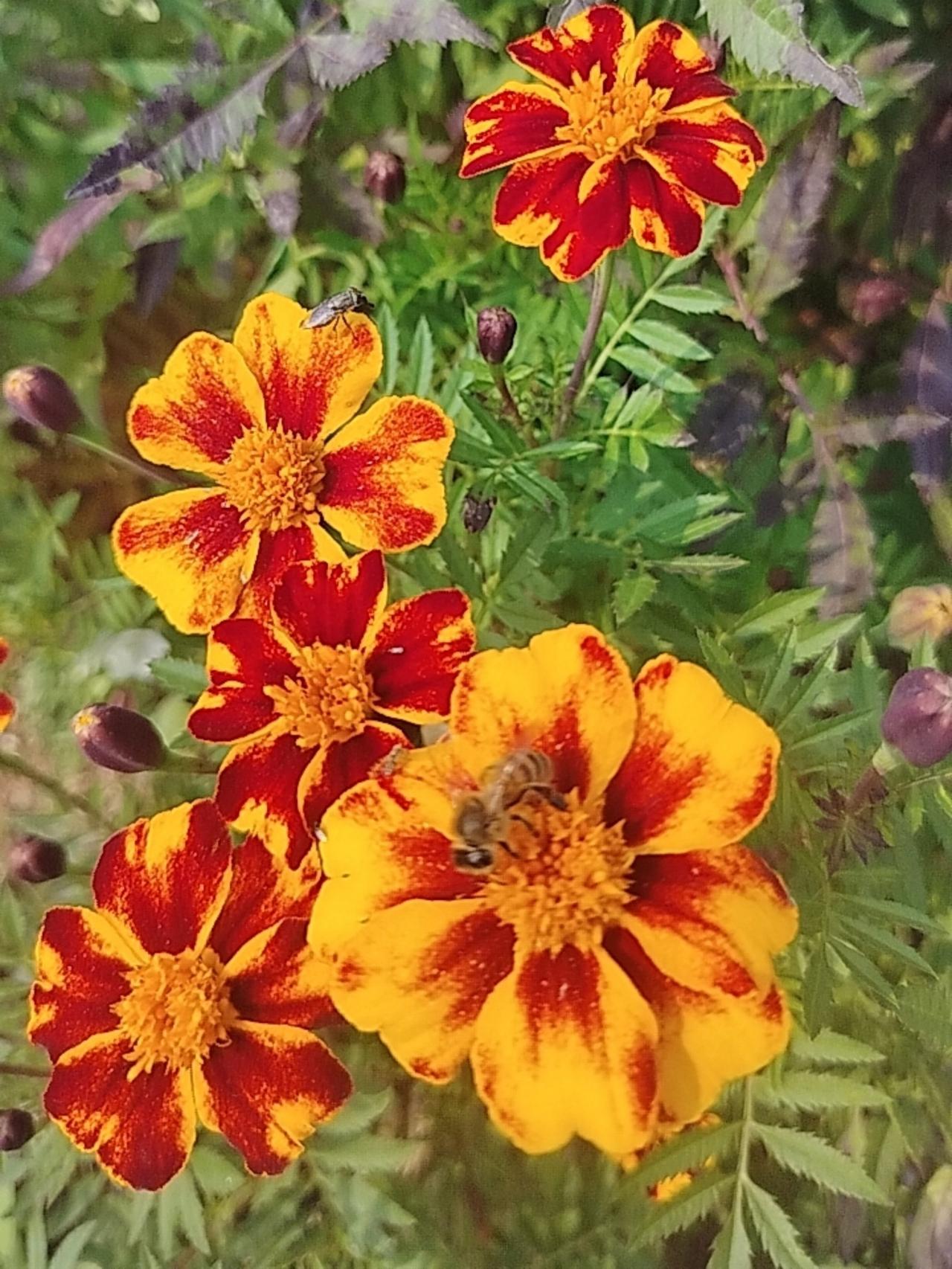《孔雀草的盛夏私语》
 
盛夏的风掠过草地，一簇簇孔雀草正热烈地绽放。红黄相间的