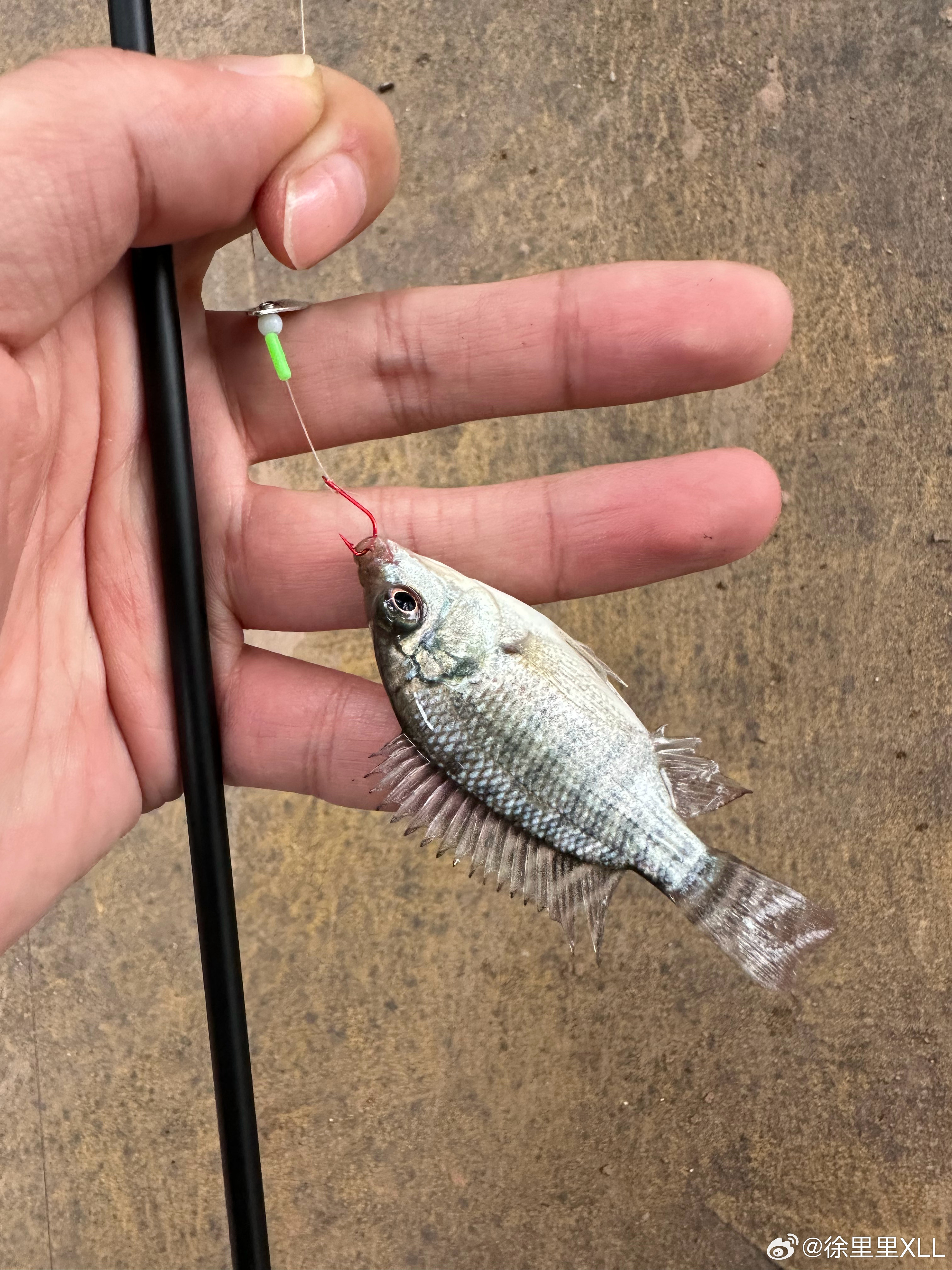 你瞅瞅这话，什么叫我也会路亚？钓上过好几条呢！汽车是我众多爱好中最平凡的一个。路