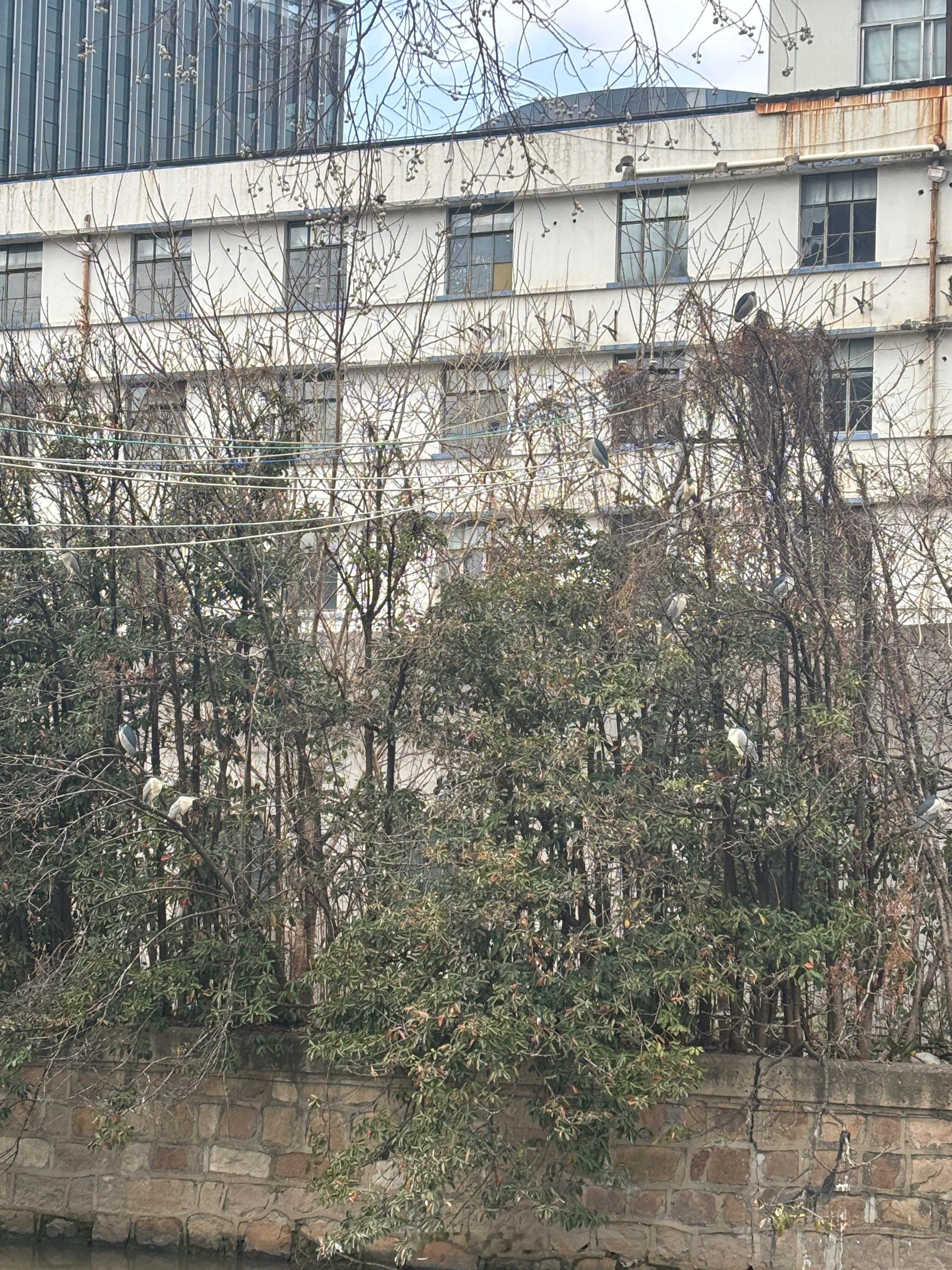 今天这里是啥情况密密麻麻的田园企鹅 夜师傅这是在组团摸鱼夜鹭水鸟 随手拍 上海·