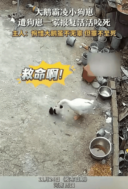 农家大院里发生一起命案
受害者：大鹅
凶手：狗爸狗妈
凶案是怎样发生的
让我们一