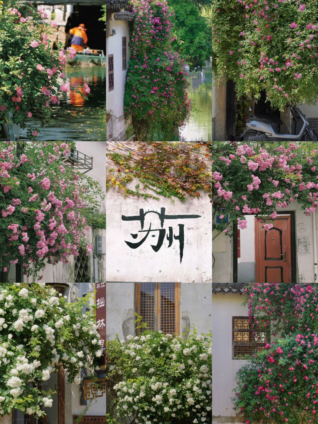春天来苏州🌸别错过这个赏花攻略‼️