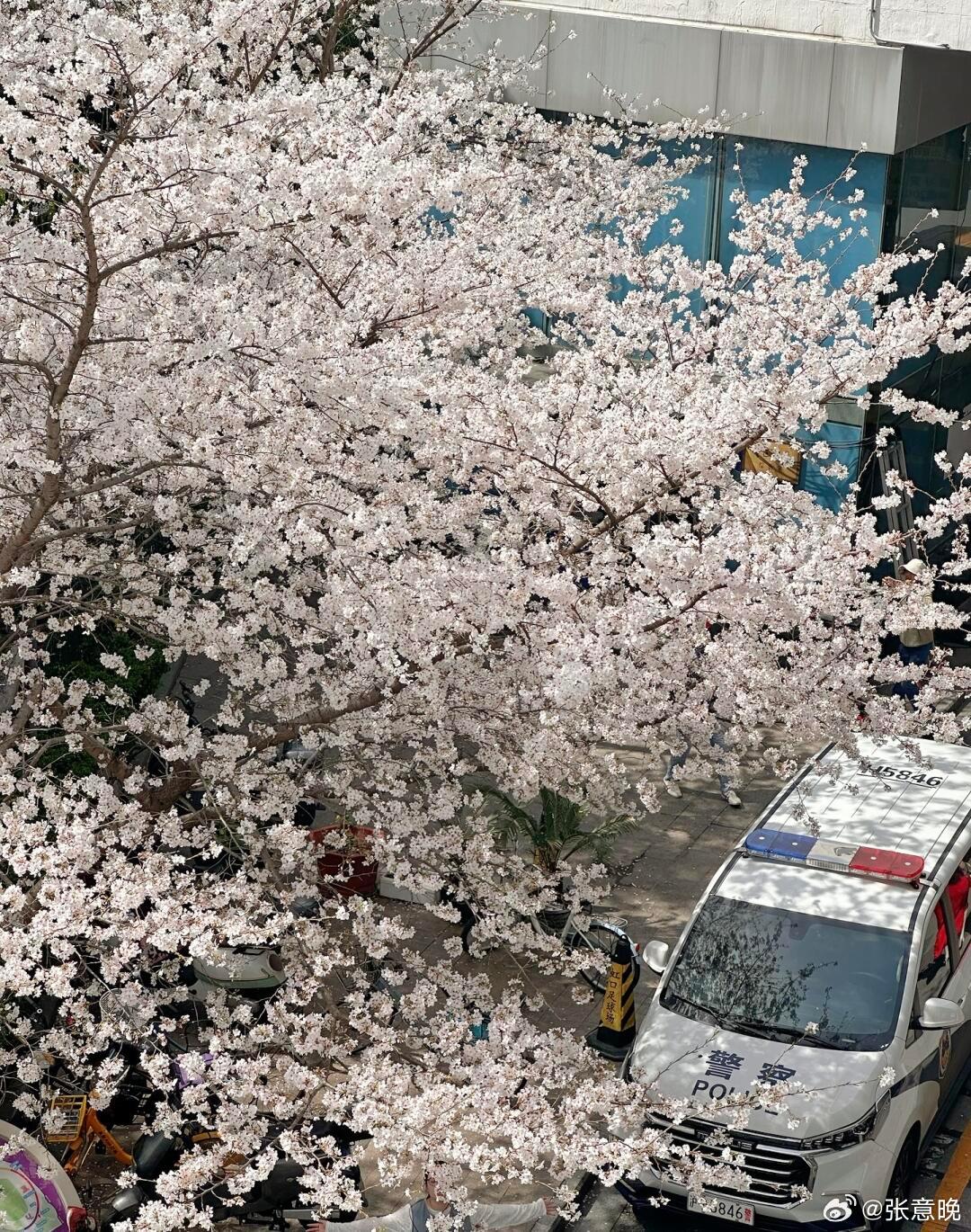 虹口足球场的樱花好漂亮啊 ​​​