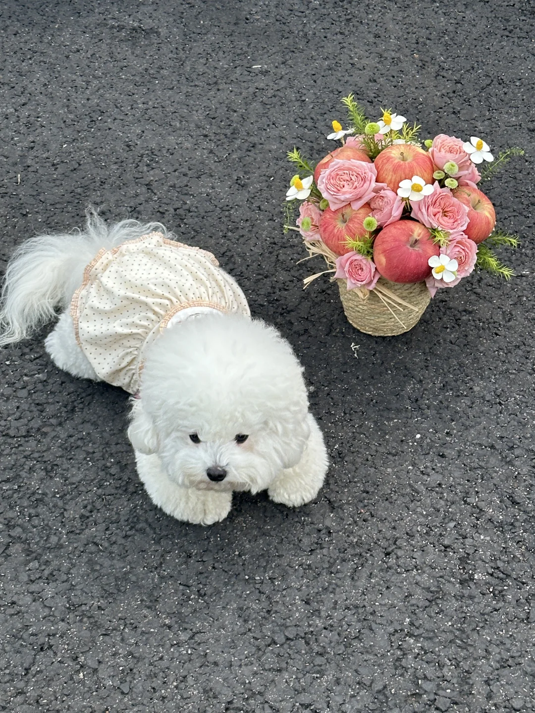 谁家小狗不爱干净随地大小趴